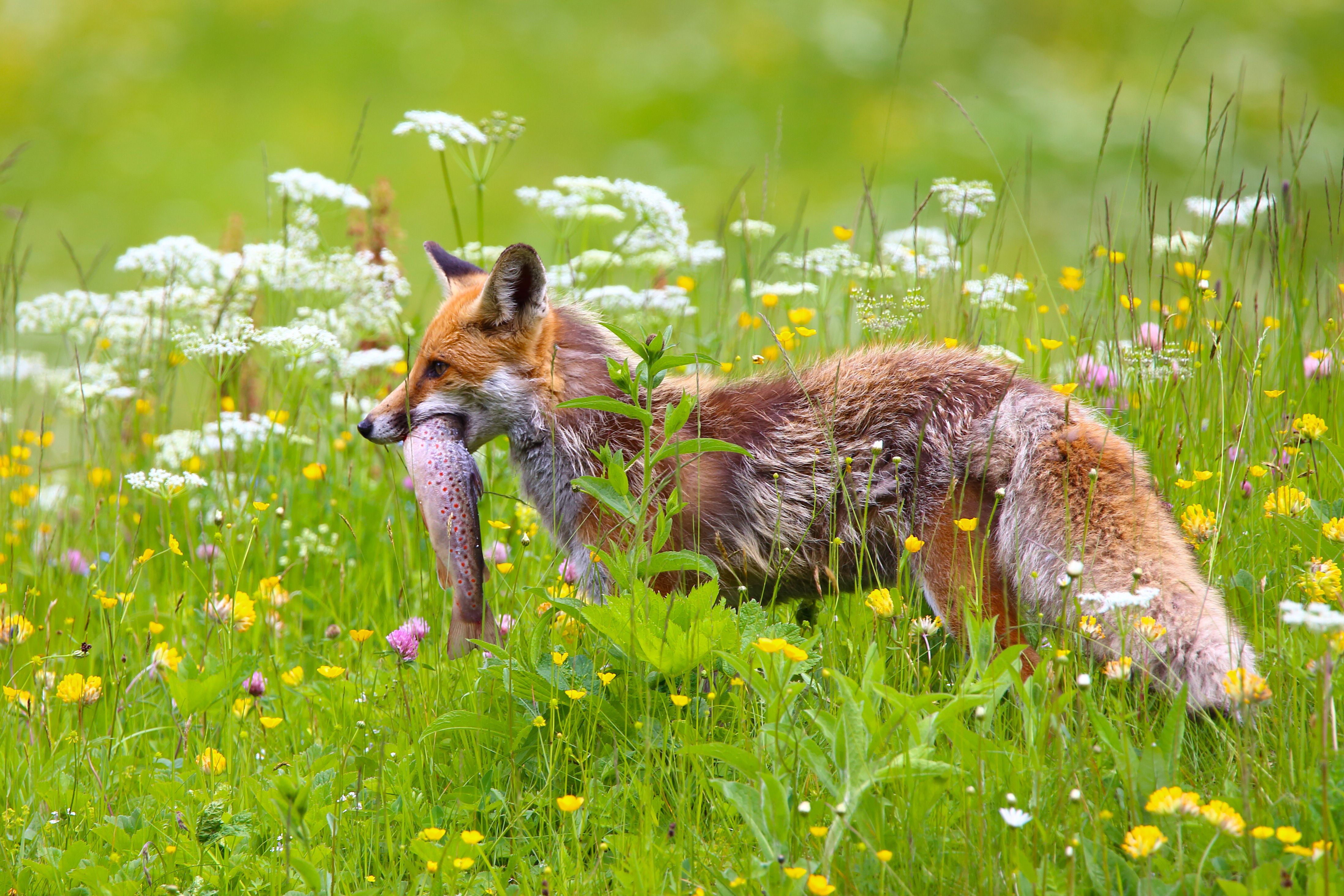 4392x2928 4K Ultra HD Fox in Blooming Meadow with Fresh Catch
