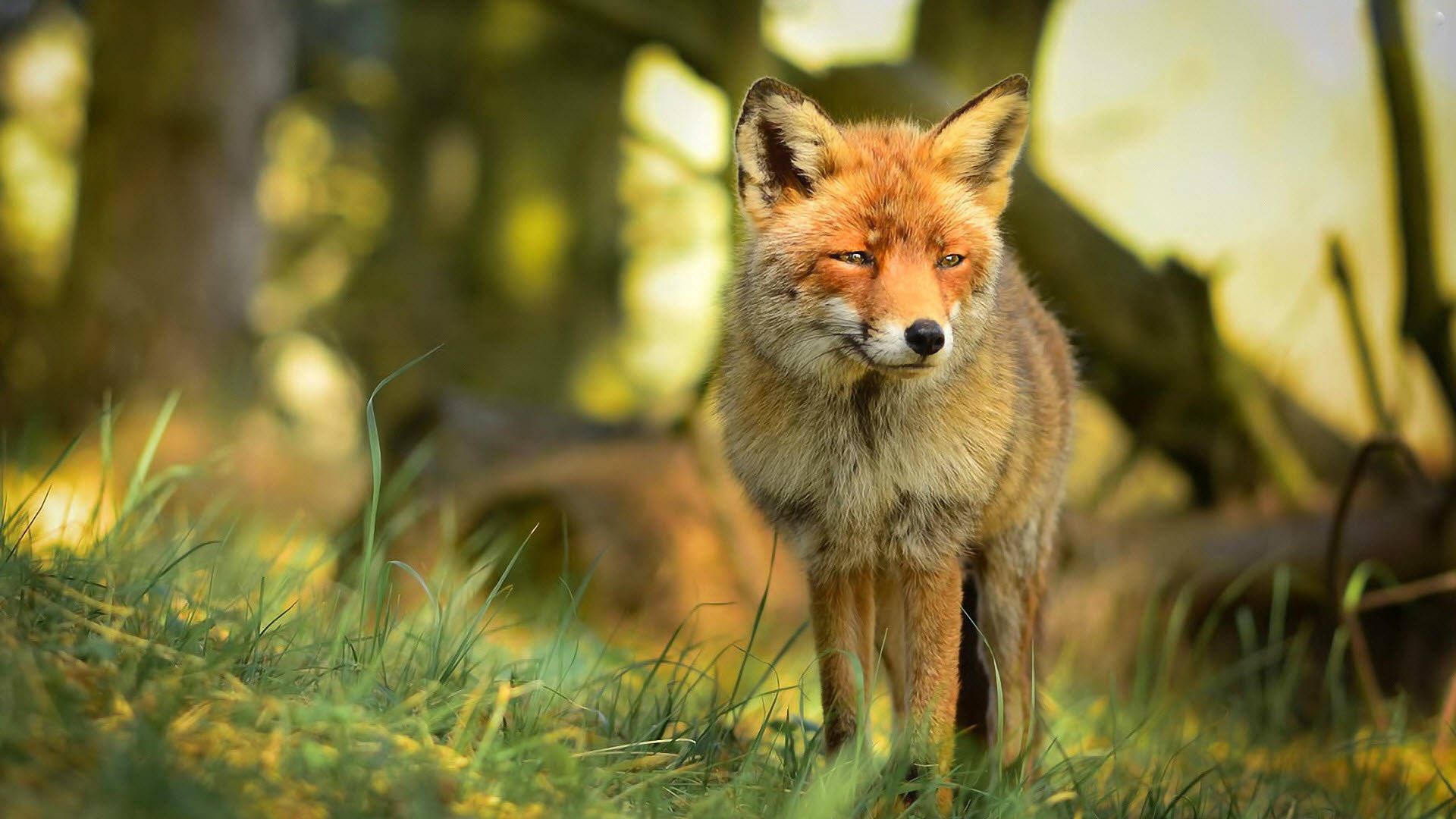 1920x1080 Download Adult Cute Fox Wallpaper