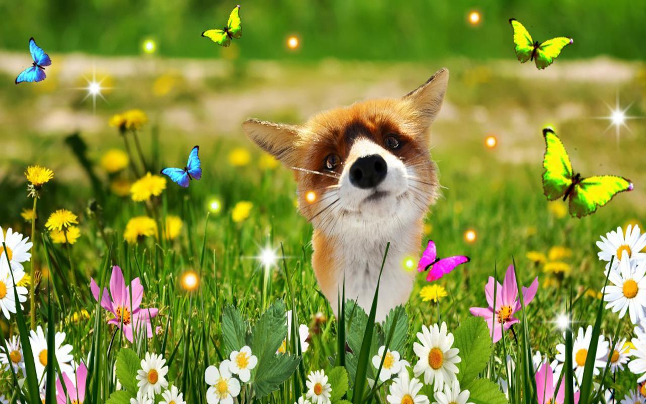 1280x800 Fox Spring Wallpaper
