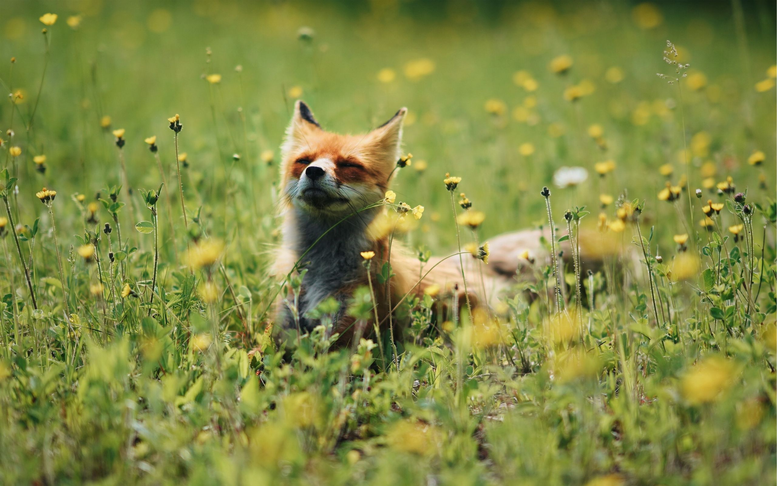 2560x1600 Download wallpaper 2560x1600 fox, cute, flowers, grass, animal widescreen 16:10 HD background