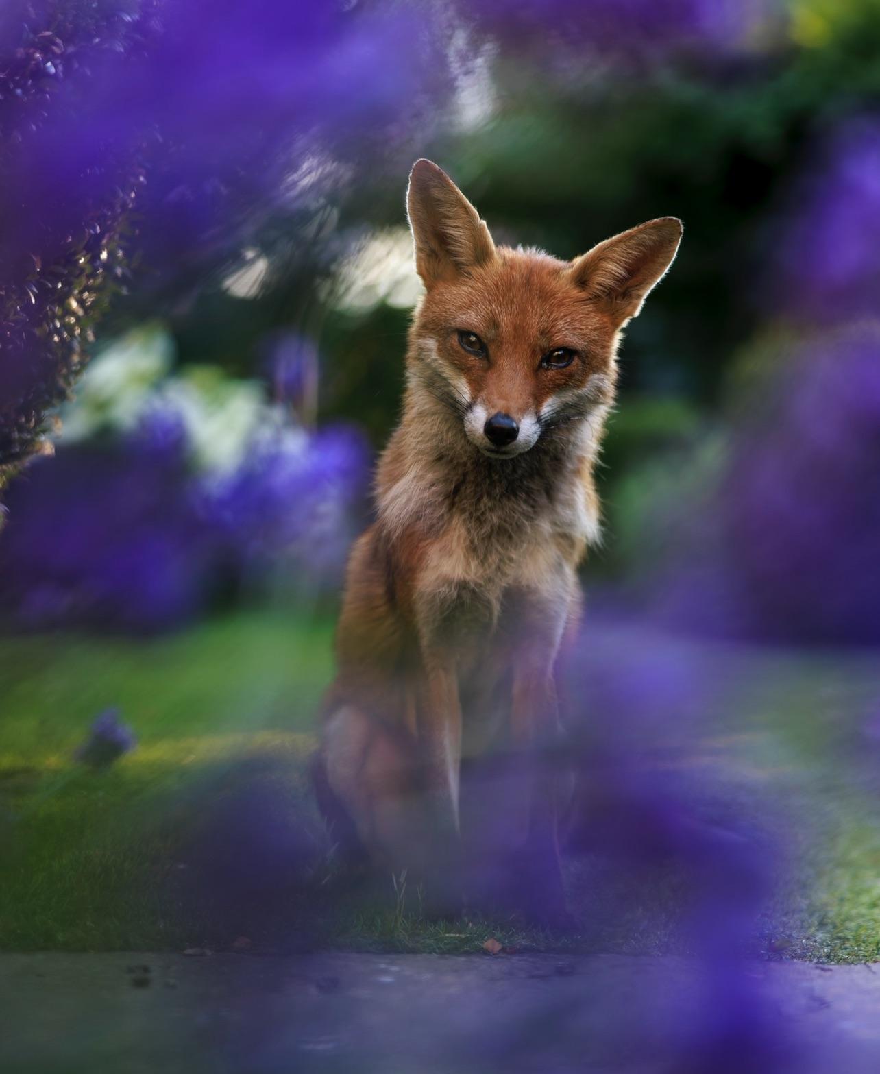 1284x1567 The first time a fox visits my garden in the day time, right when I was cleaning my camera and lens! London
