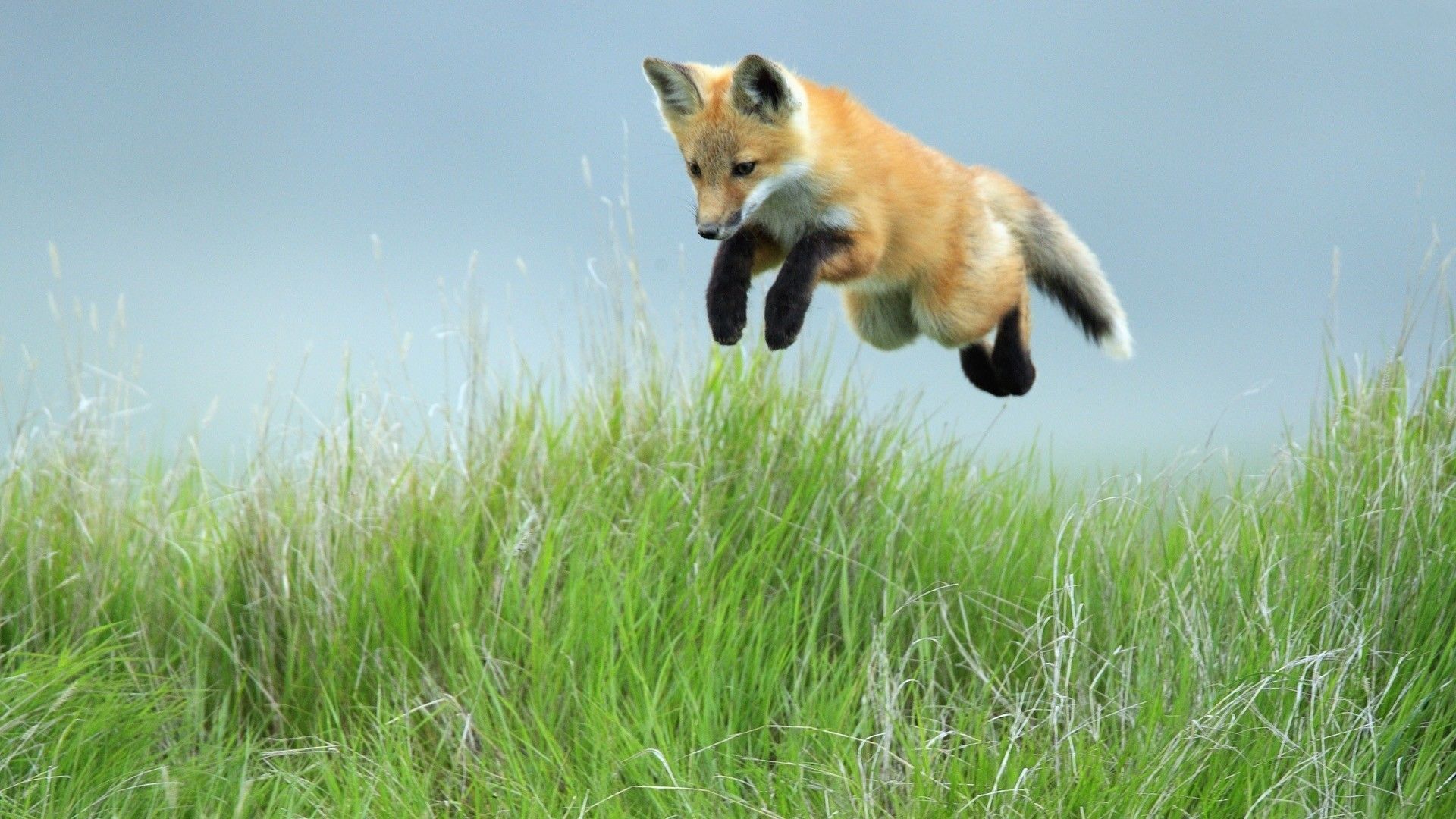 1920x1080 Spring Fox Wallpaper, HD Background