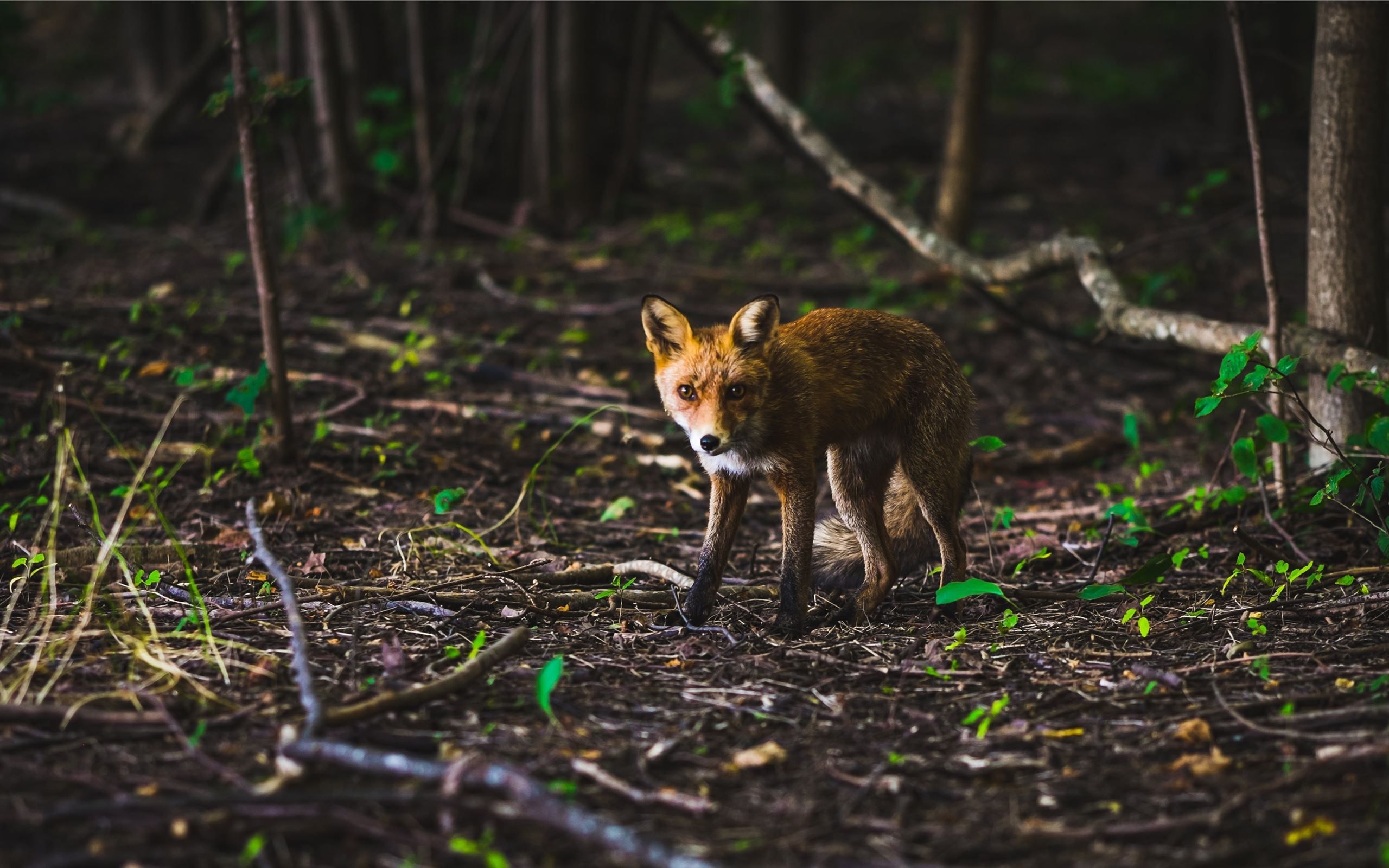 2560x1600 Fox in a spring forest MacBook Air Wallpaper Download