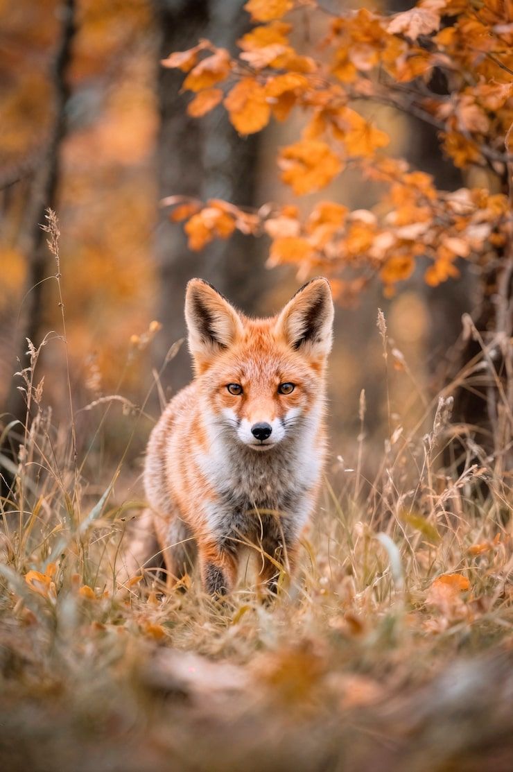 740x1113 Spring fox Image