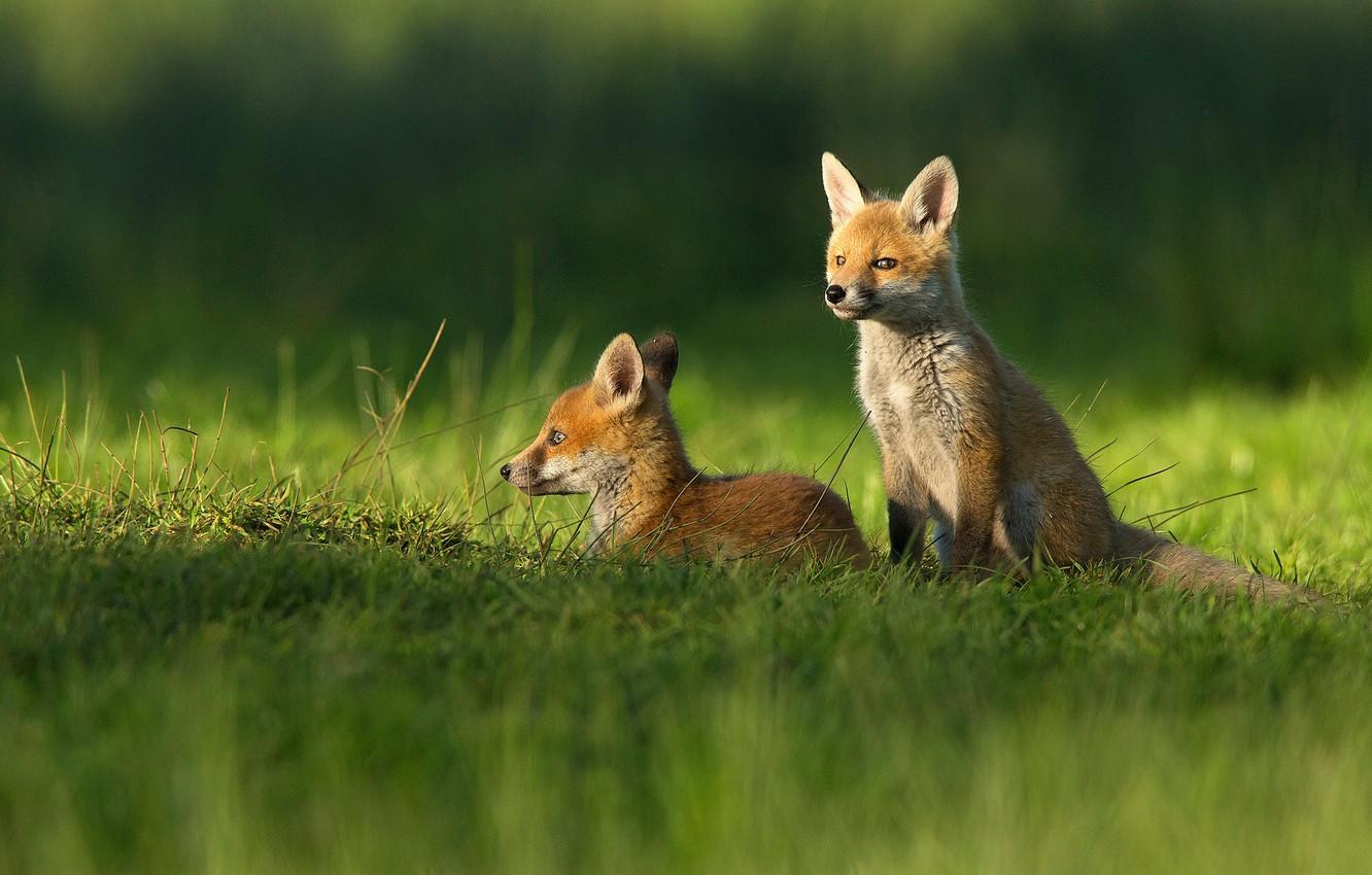 1332x850 Fox Spring Wallpaper