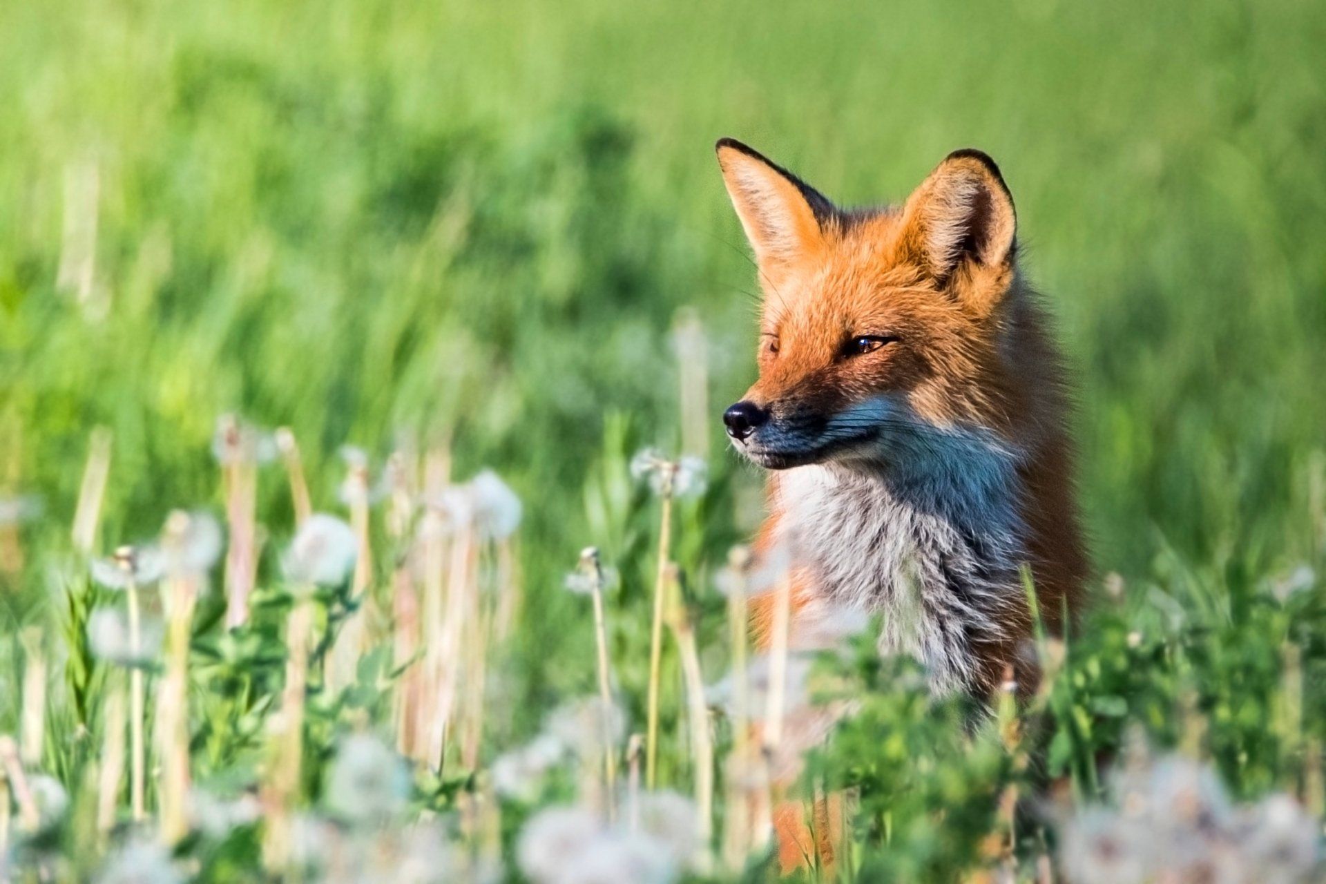 1920x1280 Dandelion Meadow Fox