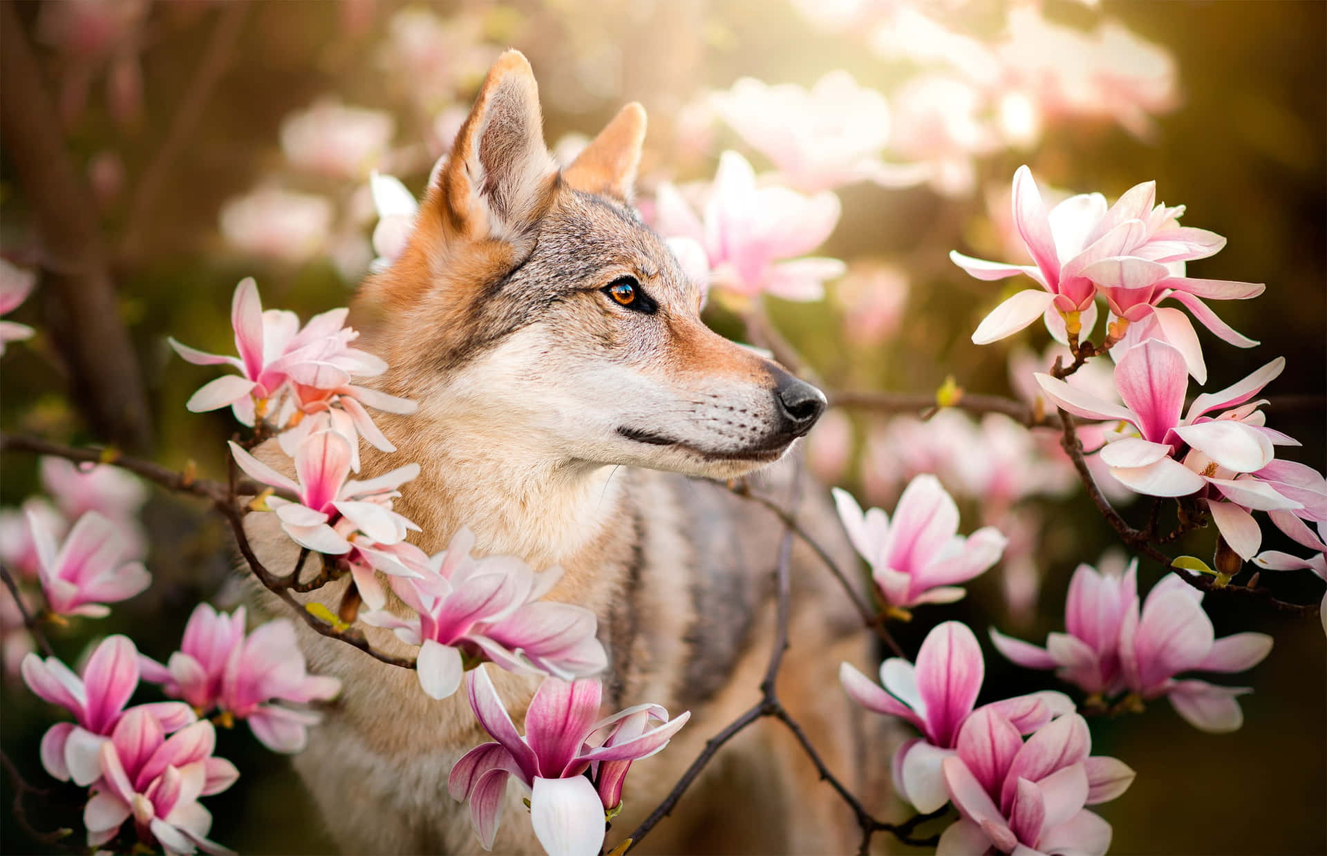 1920x1239 Wolf In Spring Wallpaper