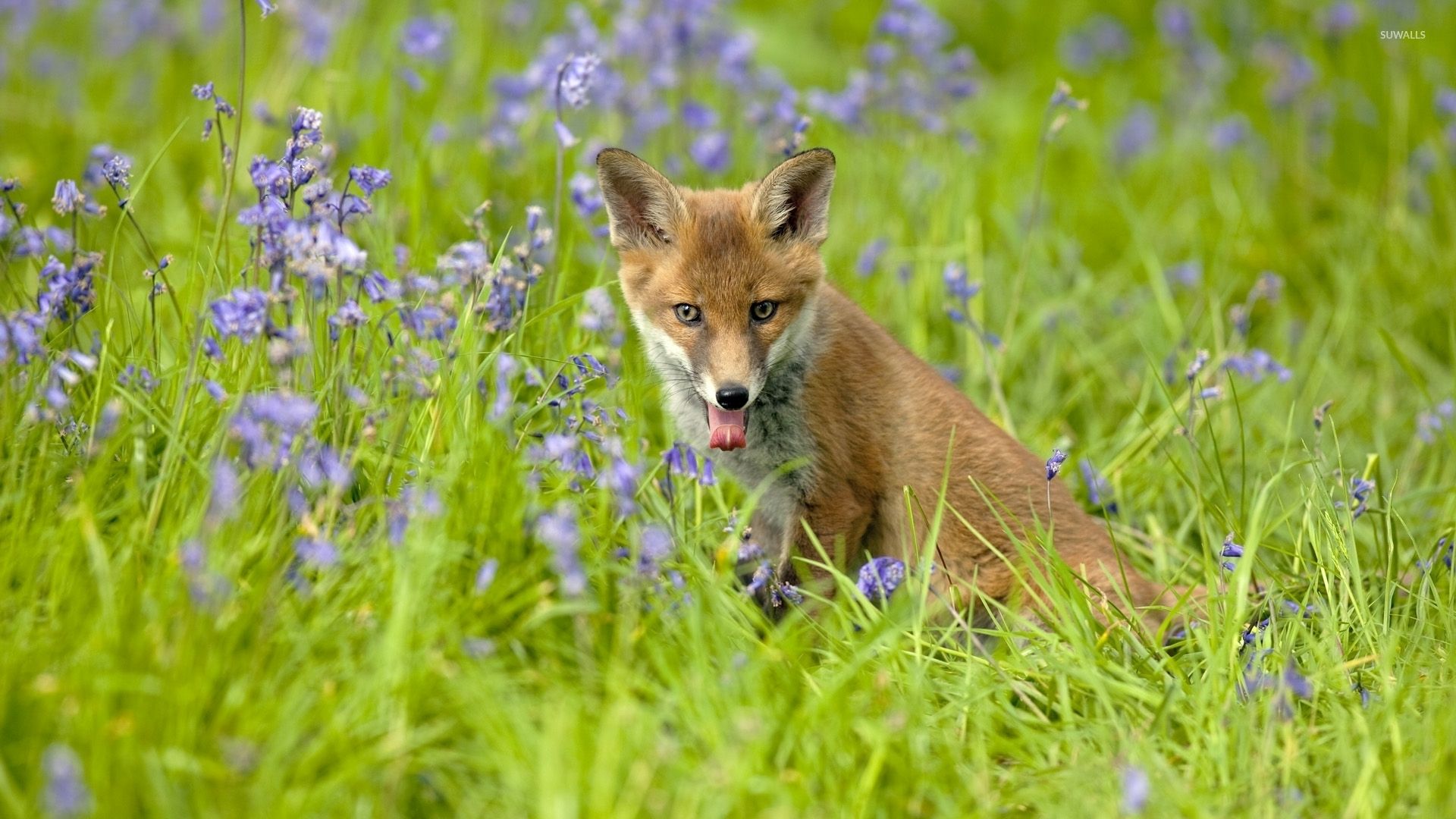 1920x1080 Tired fox between purple blossoms wallpaper wallpaper