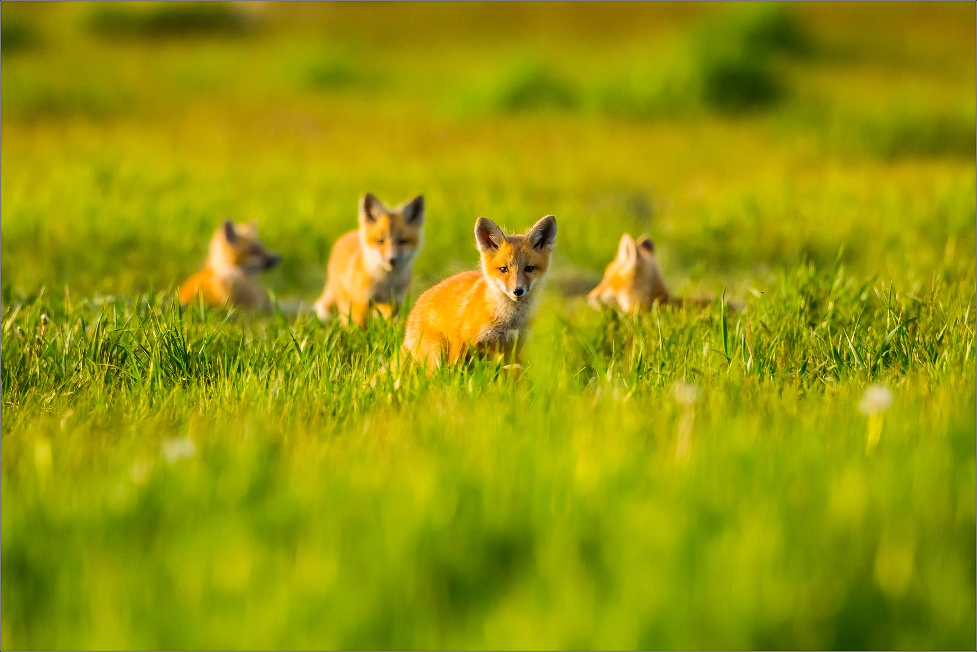 1924x1284 Fox. Christopher Martin Photography