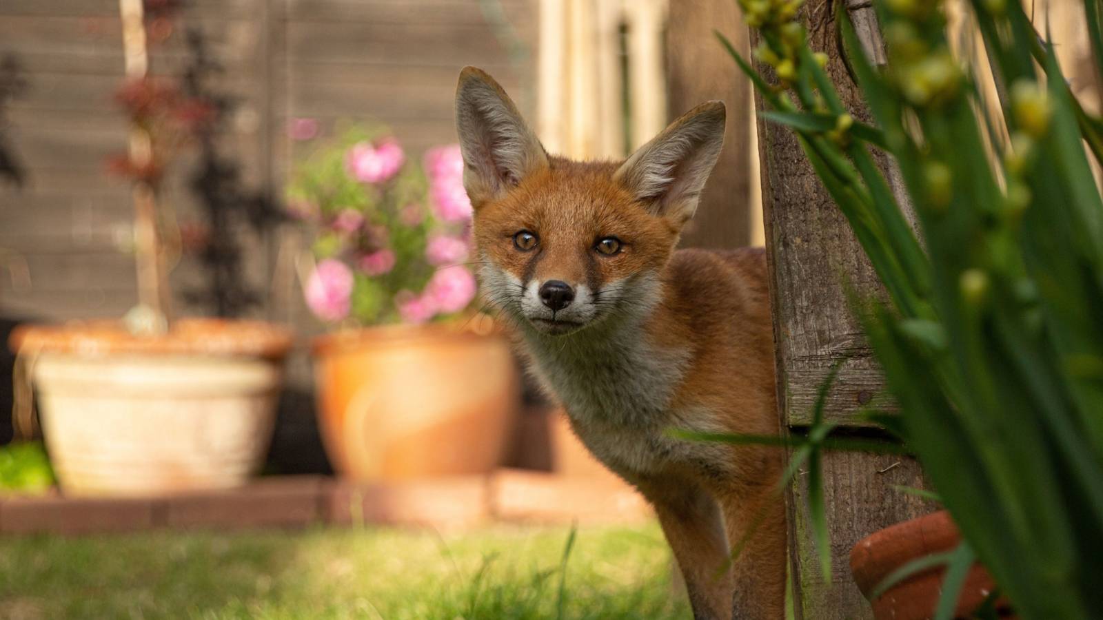 1600x900 Managing Fox Encounters: Natural Strategies for Spring Garden Harmony