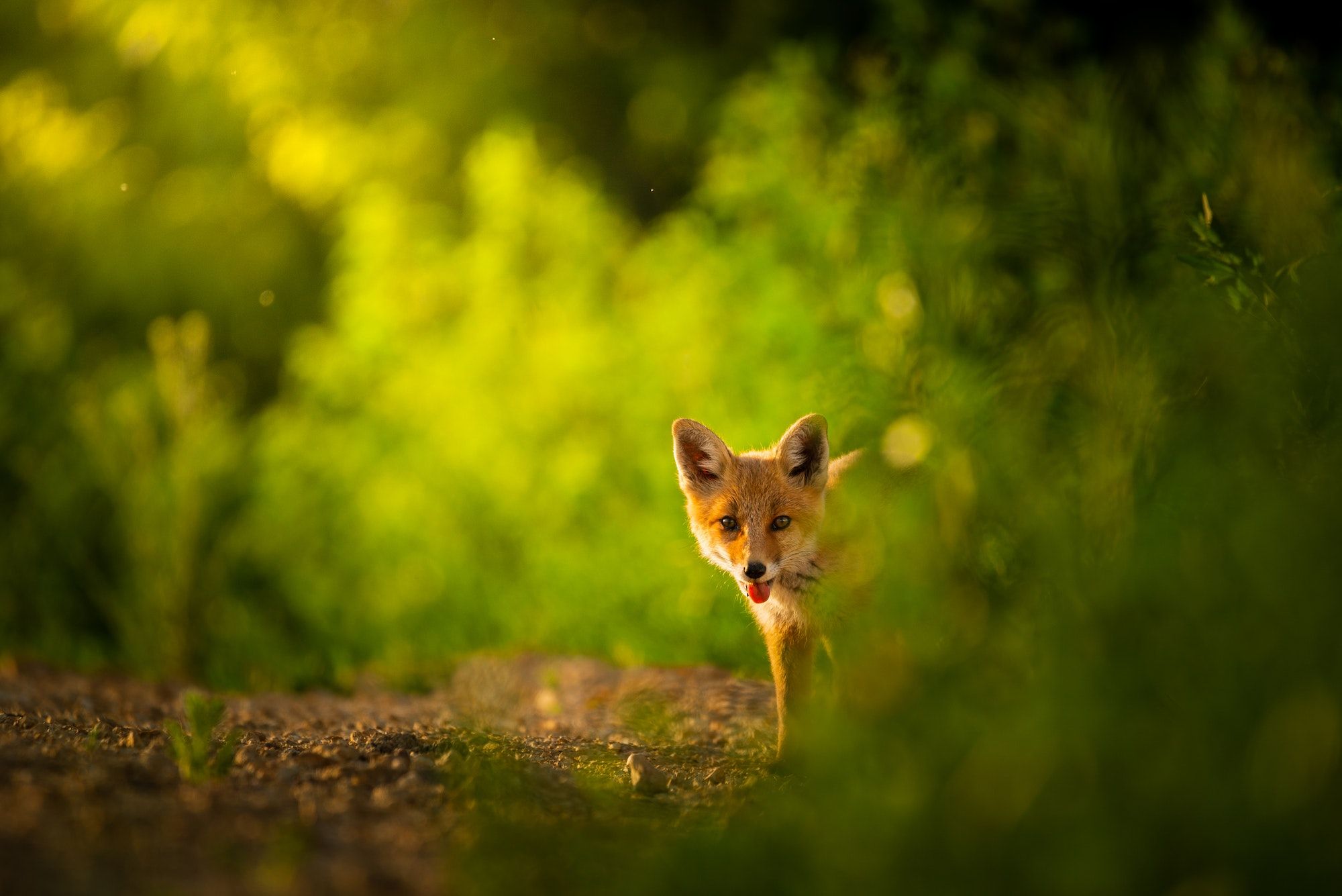 2000x1335 Spring Fox Wallpaper, HD Background