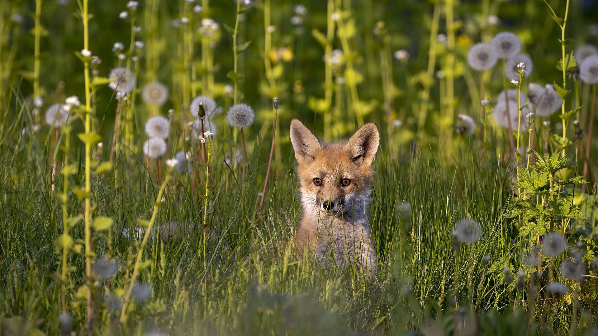 1920x1080 Brown White Fox Is Standing In Green Grass Field Background HD Fox Wallpaper