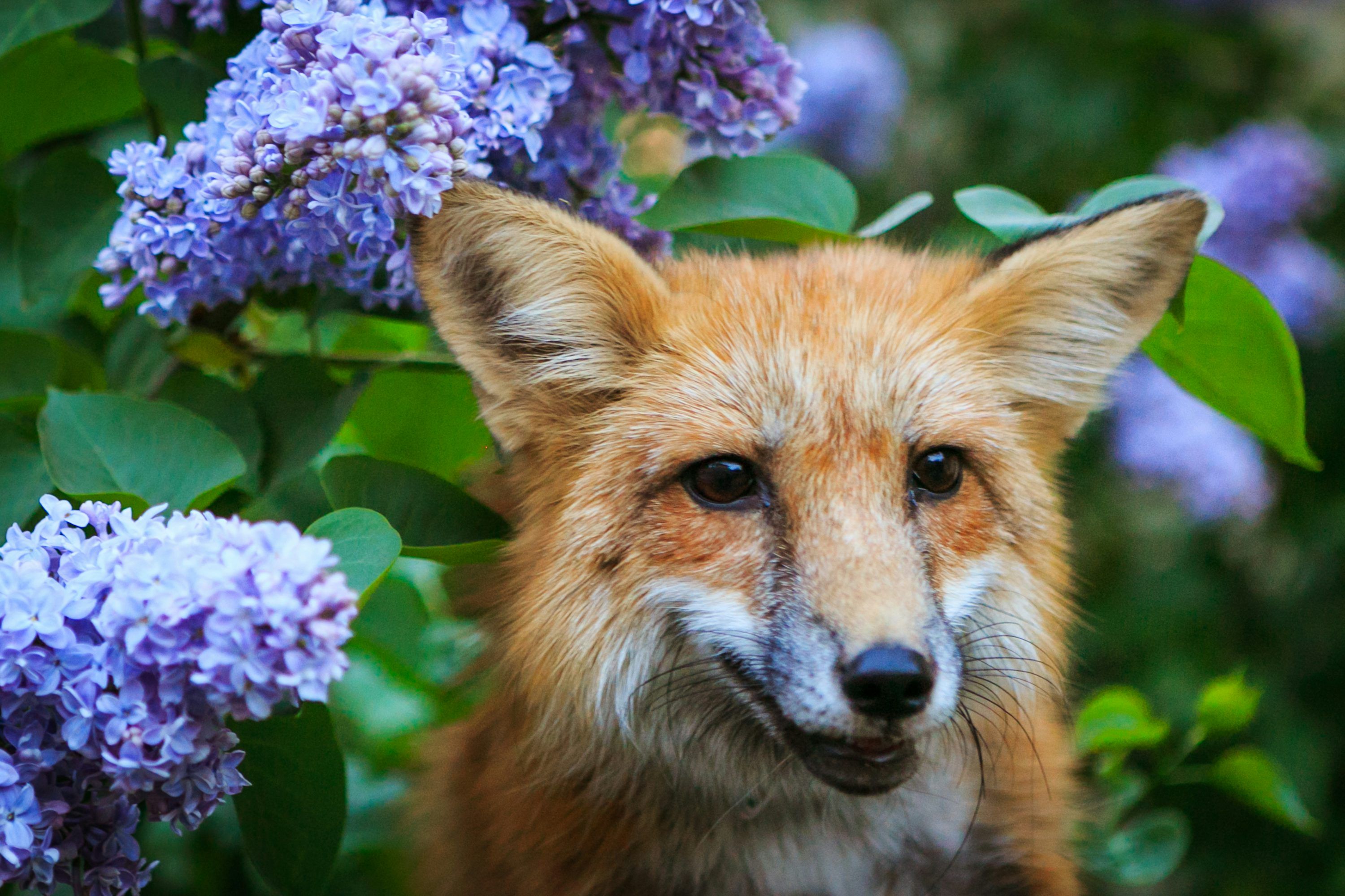3000x2000 Focus photography of red fox photo