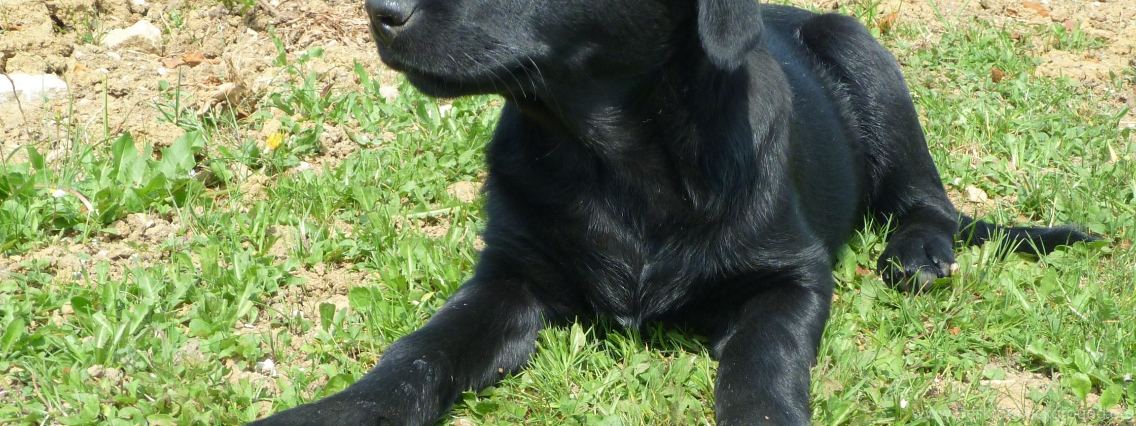 2304x864 Cute Black Dog Computer Wallpaper, Desktop Background
