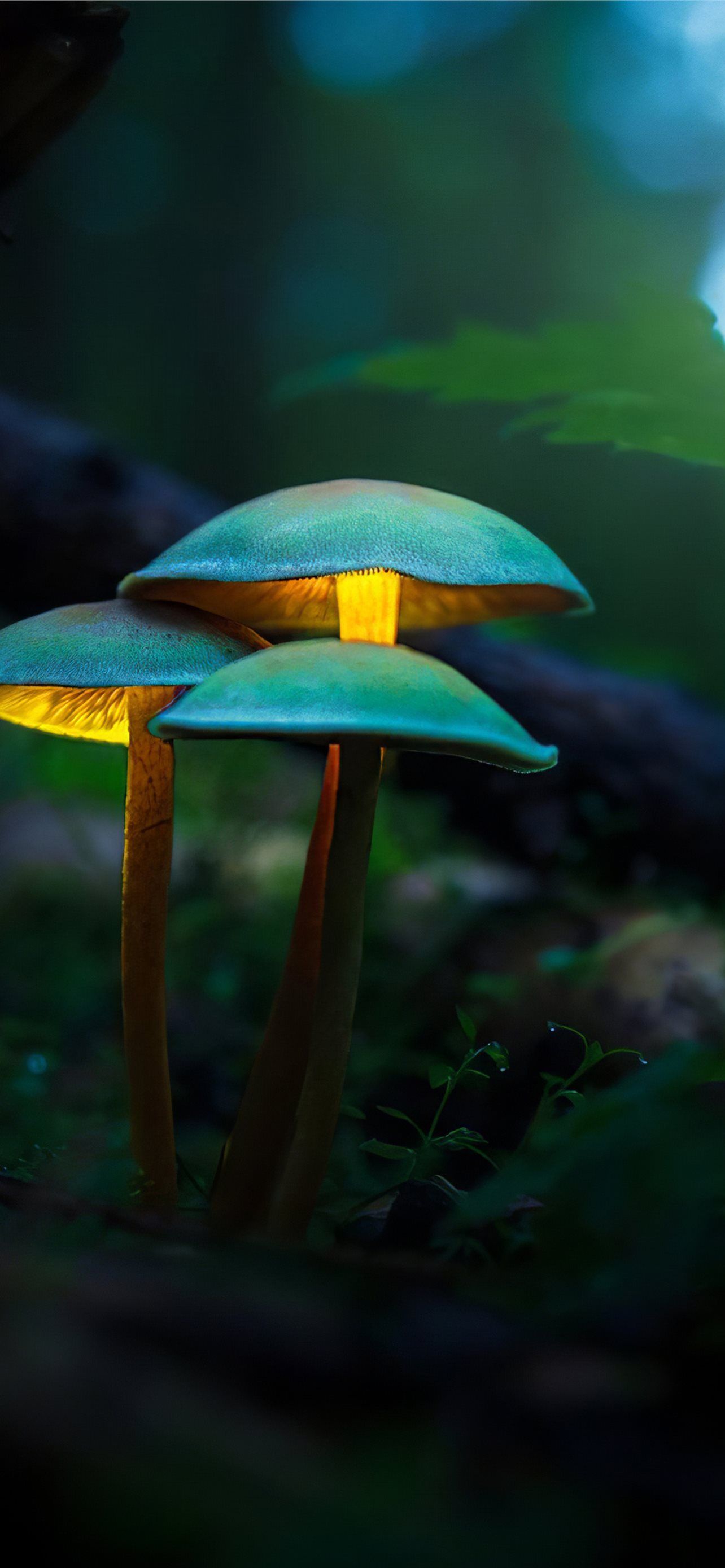 1284x2778 mushrooms iPhone Wallpaper Free Download