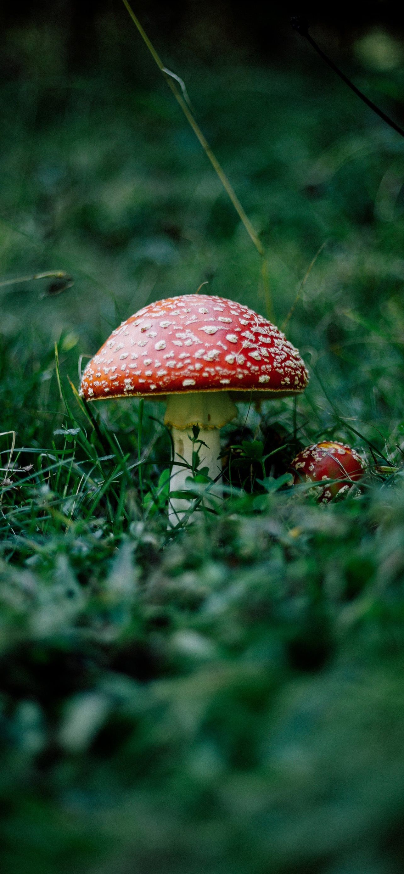 1284x2778 mushrooms iPhone Wallpaper Free Download