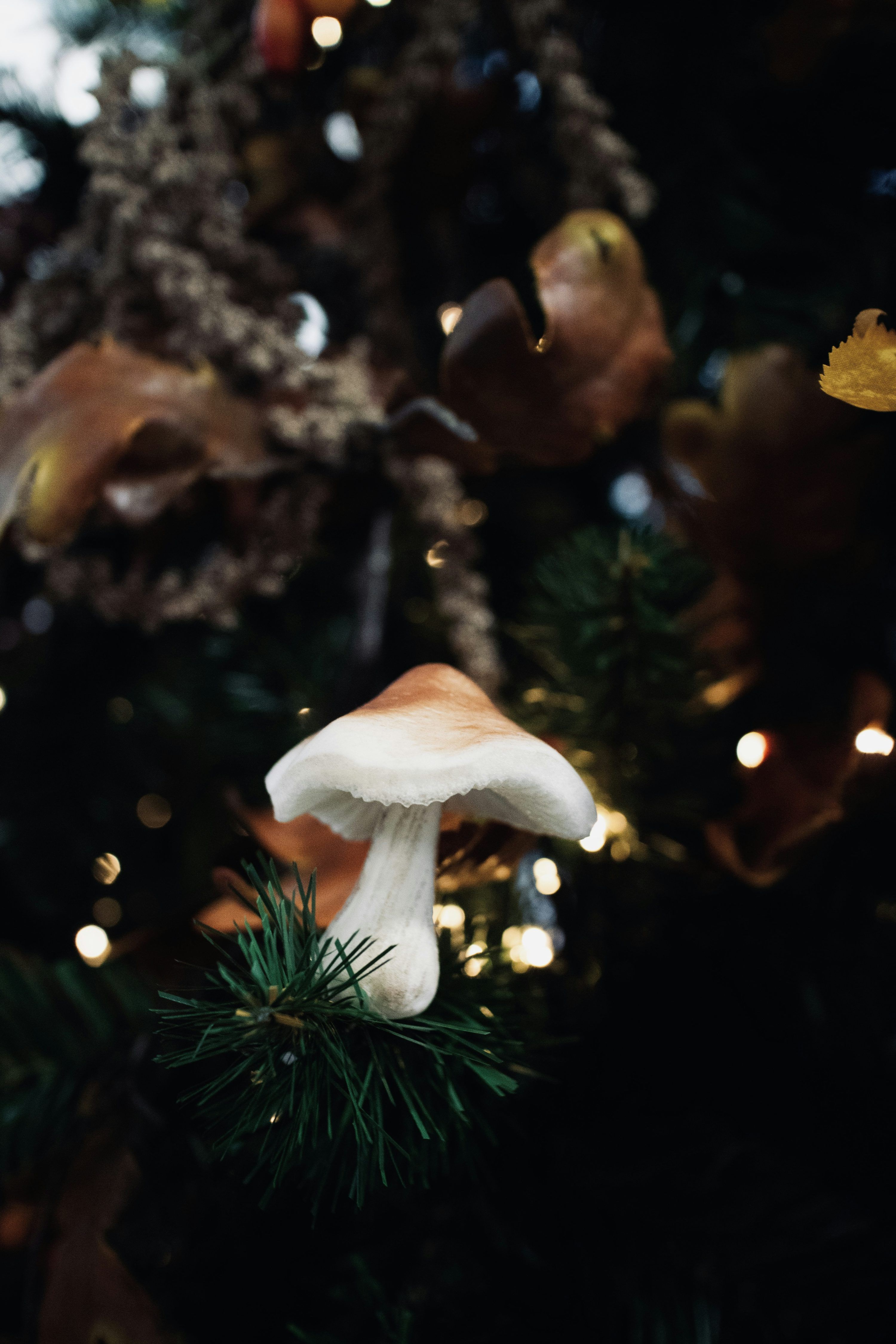 3000x4500 White mushroom in green pine tree photo