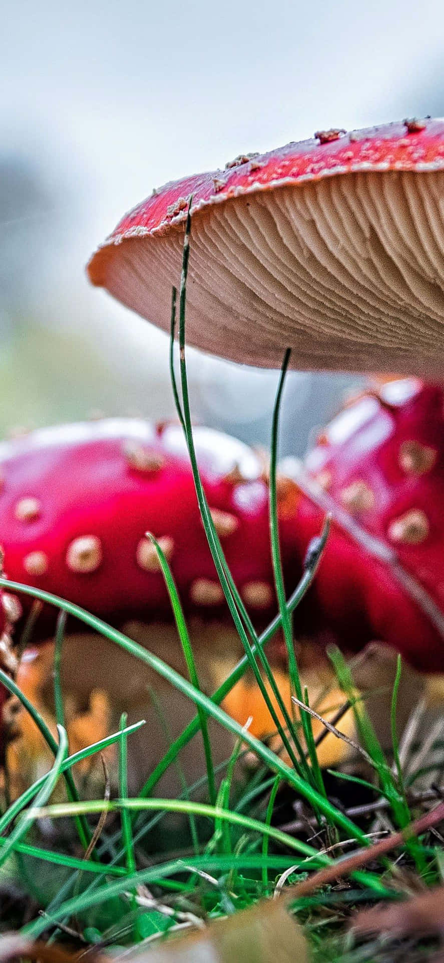 887x1920 Download Red Mushrooms On The Ground With Grass Wallpaper