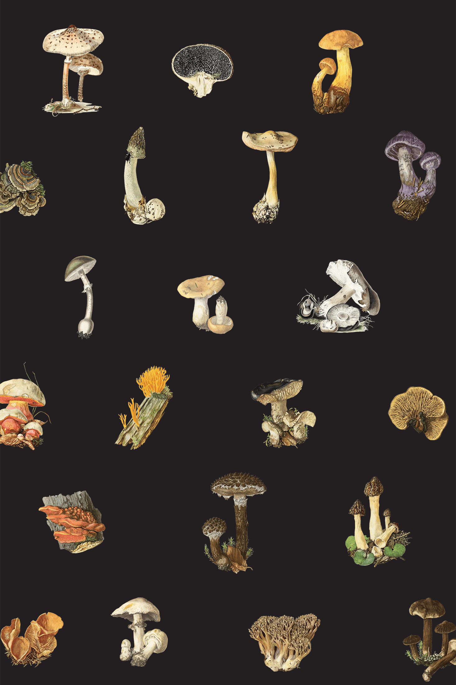 1467x2200 Magic Mushrooms- Wallpaper