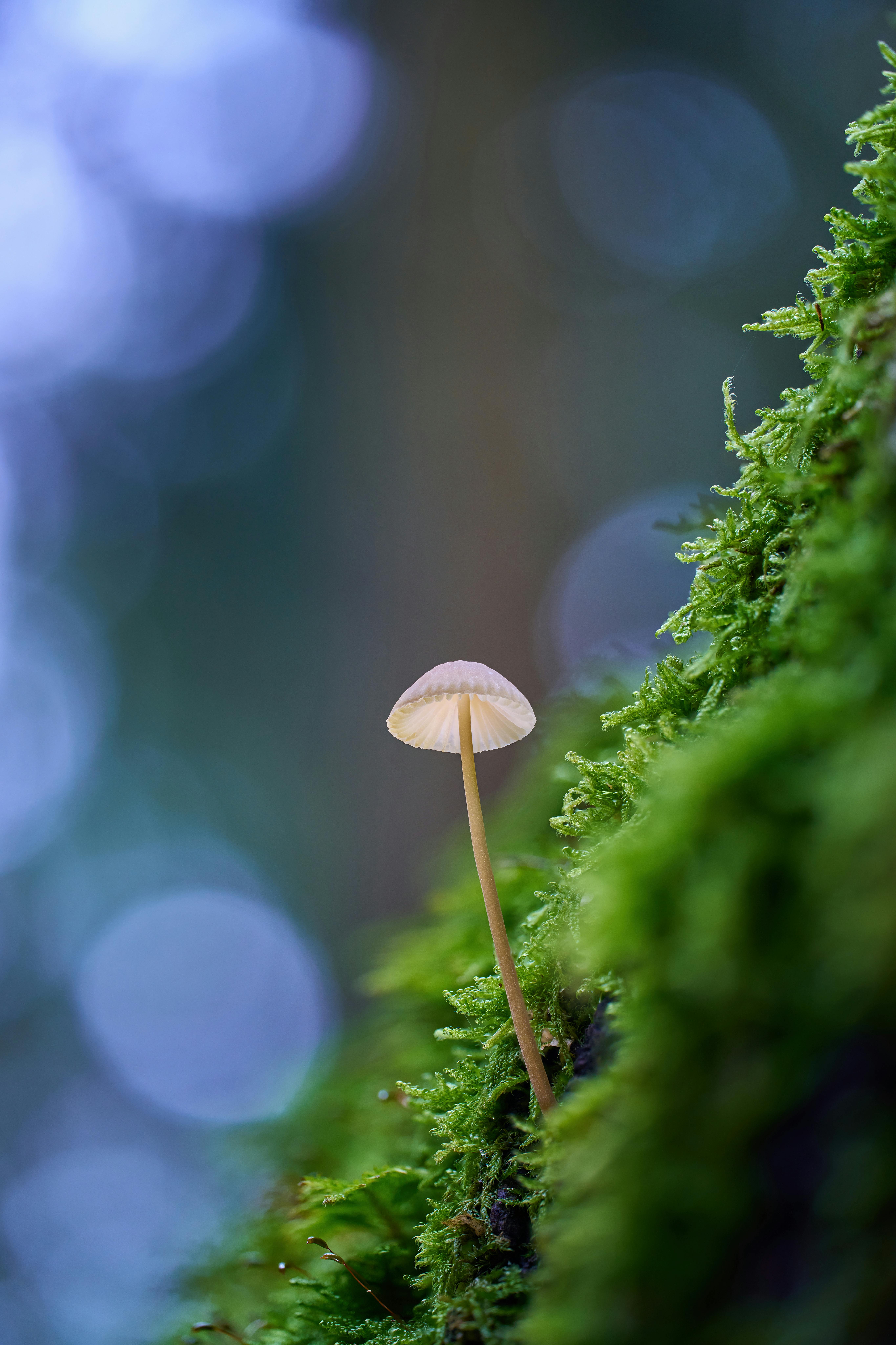 5461x8192 Close Up Of Mushroom On Mossy Surface In Forest · Free
