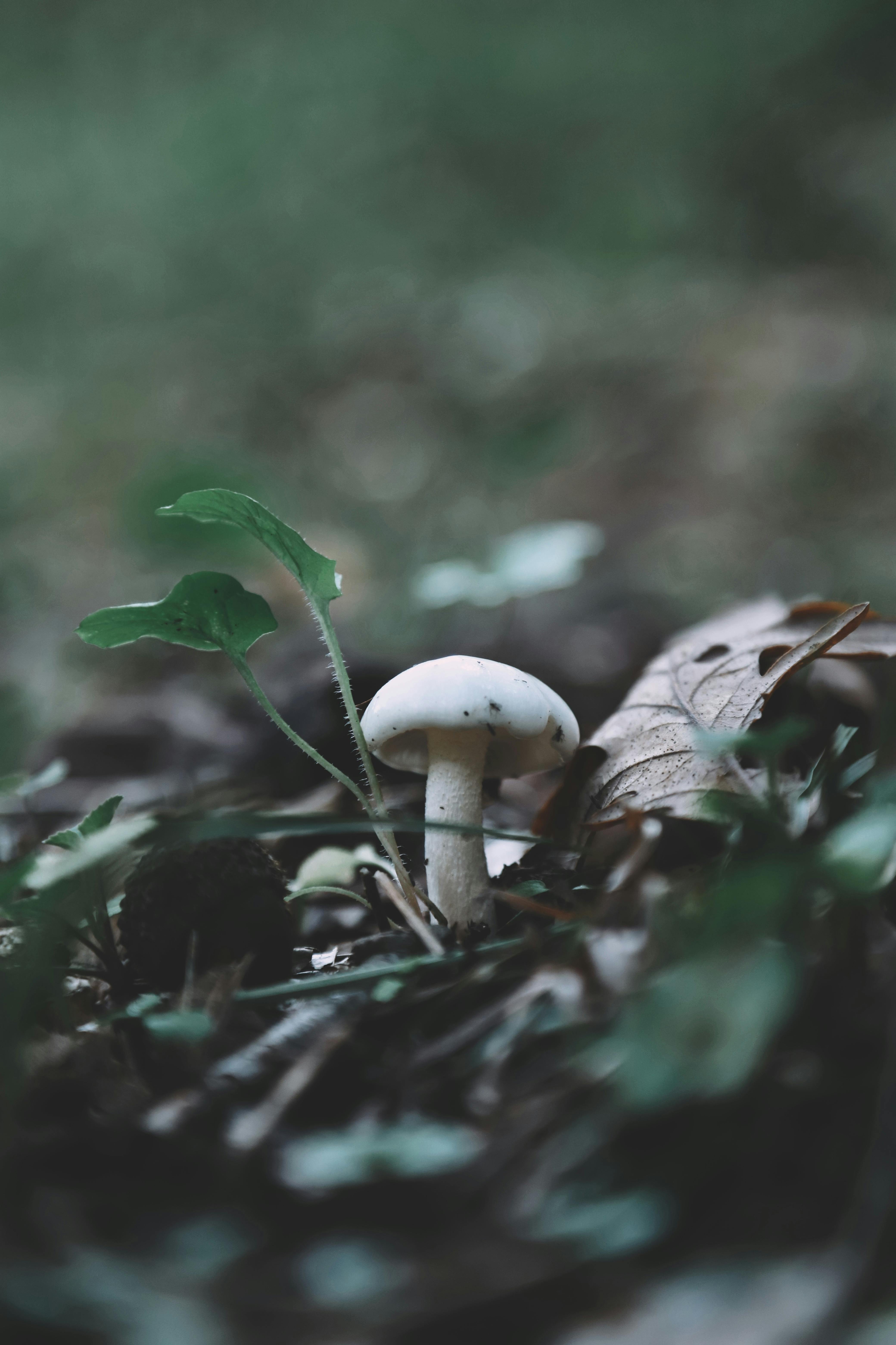 4160x6240 White Mushroom on the Ground · Free