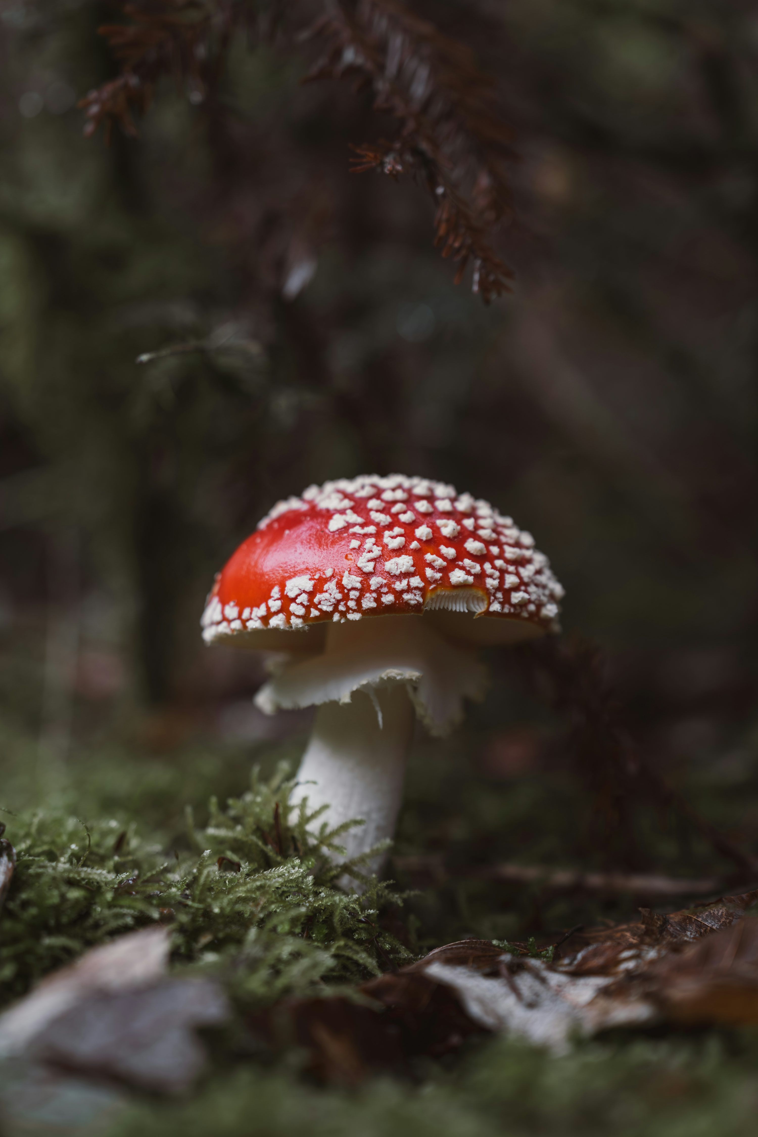 3000x4498 A red and white mushroom sitting on top of a forest floor photo