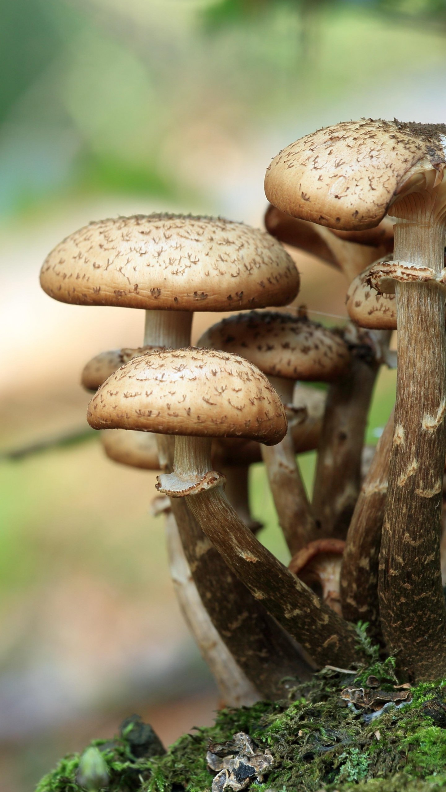1440x2560 Mushroom Wallpaper, Android & Desktop Background