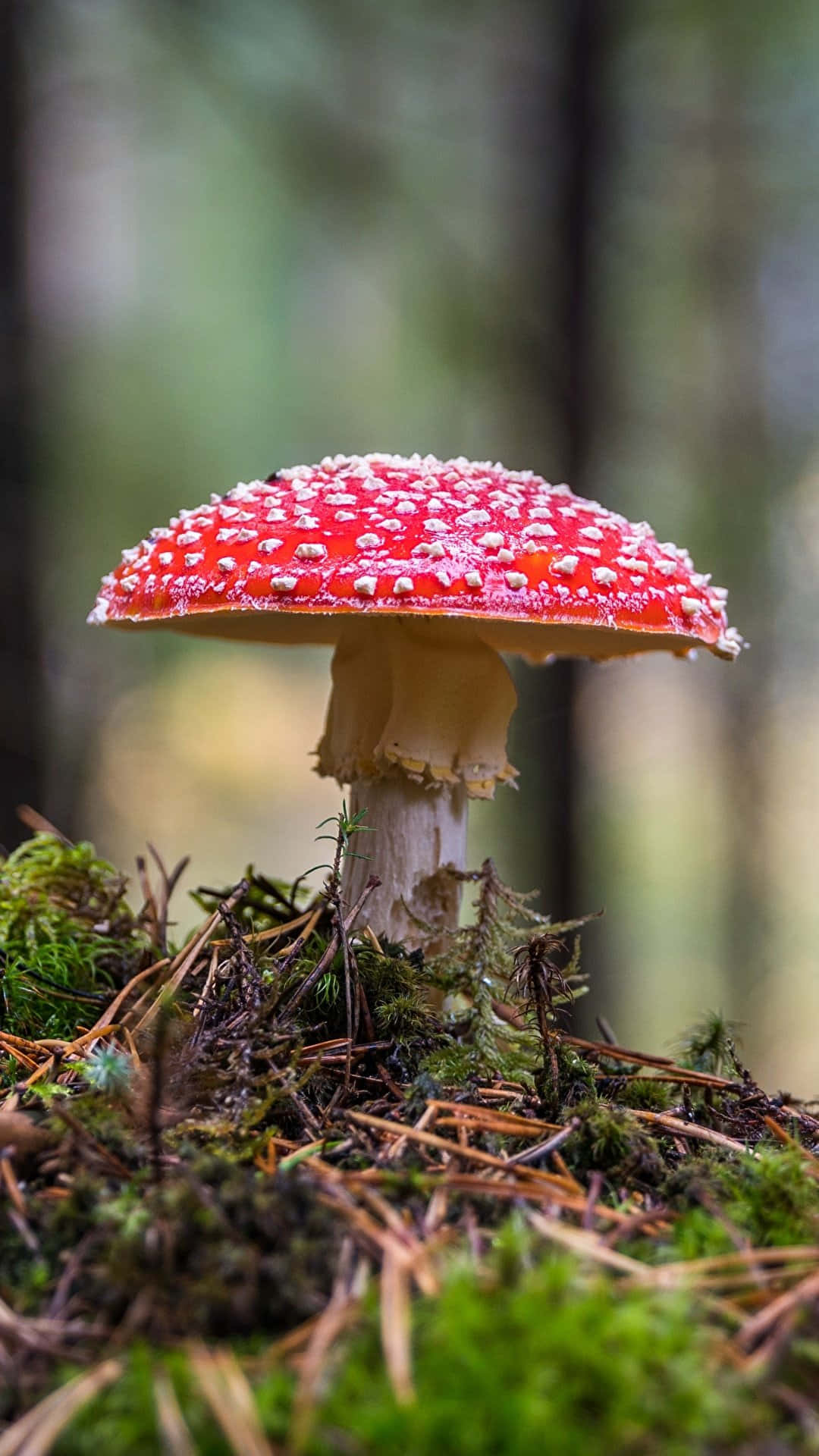 1080x1920 Download Stay connected in style with this beautiful Mushroom Phone Wallpaper