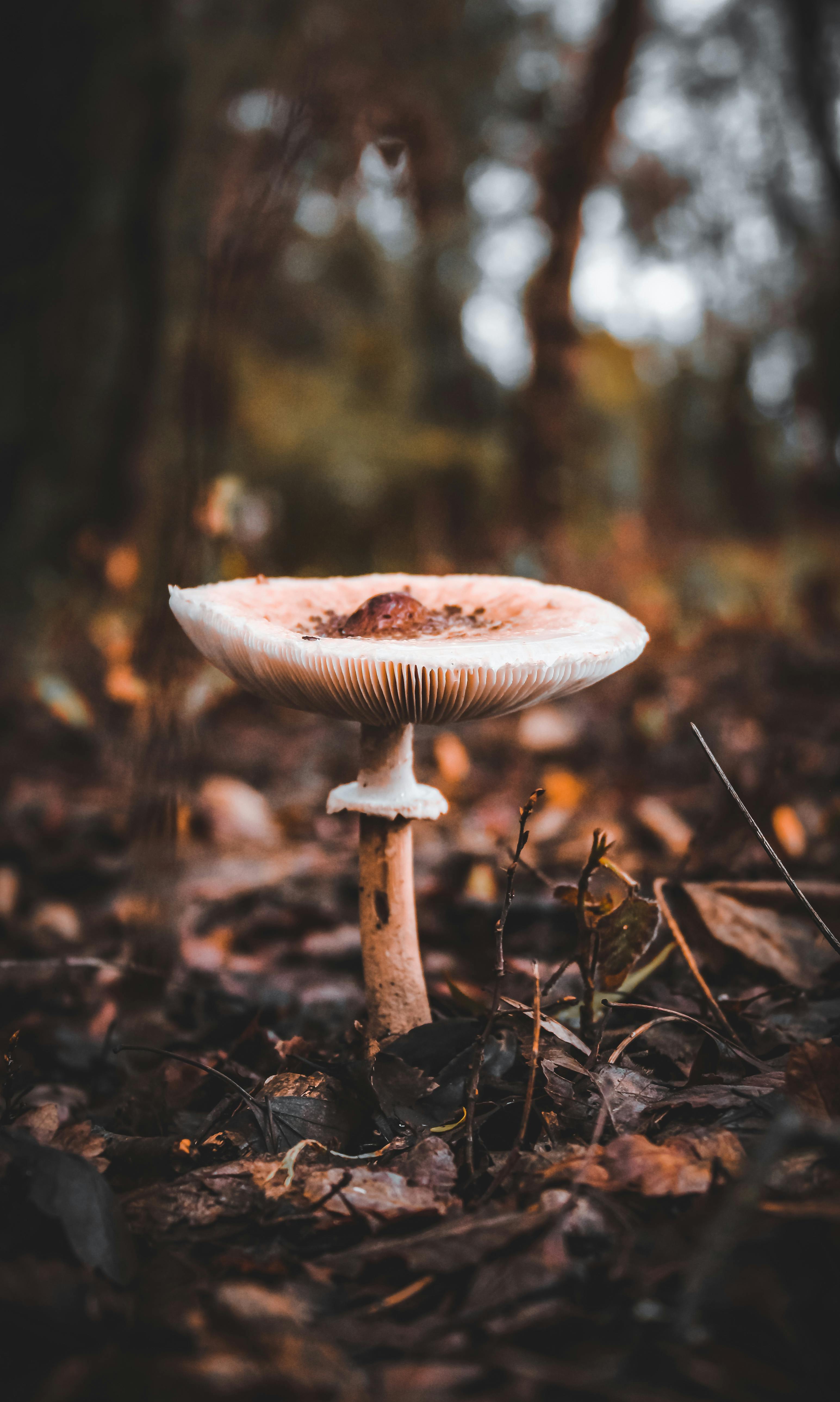 3090x5154 Close Up Photo of a Mushroom · Free