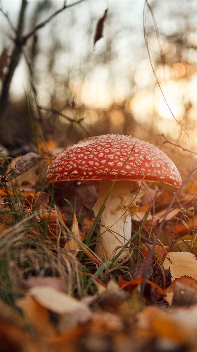 750x1334 Autumn Mushroom iPhone Wallpaper