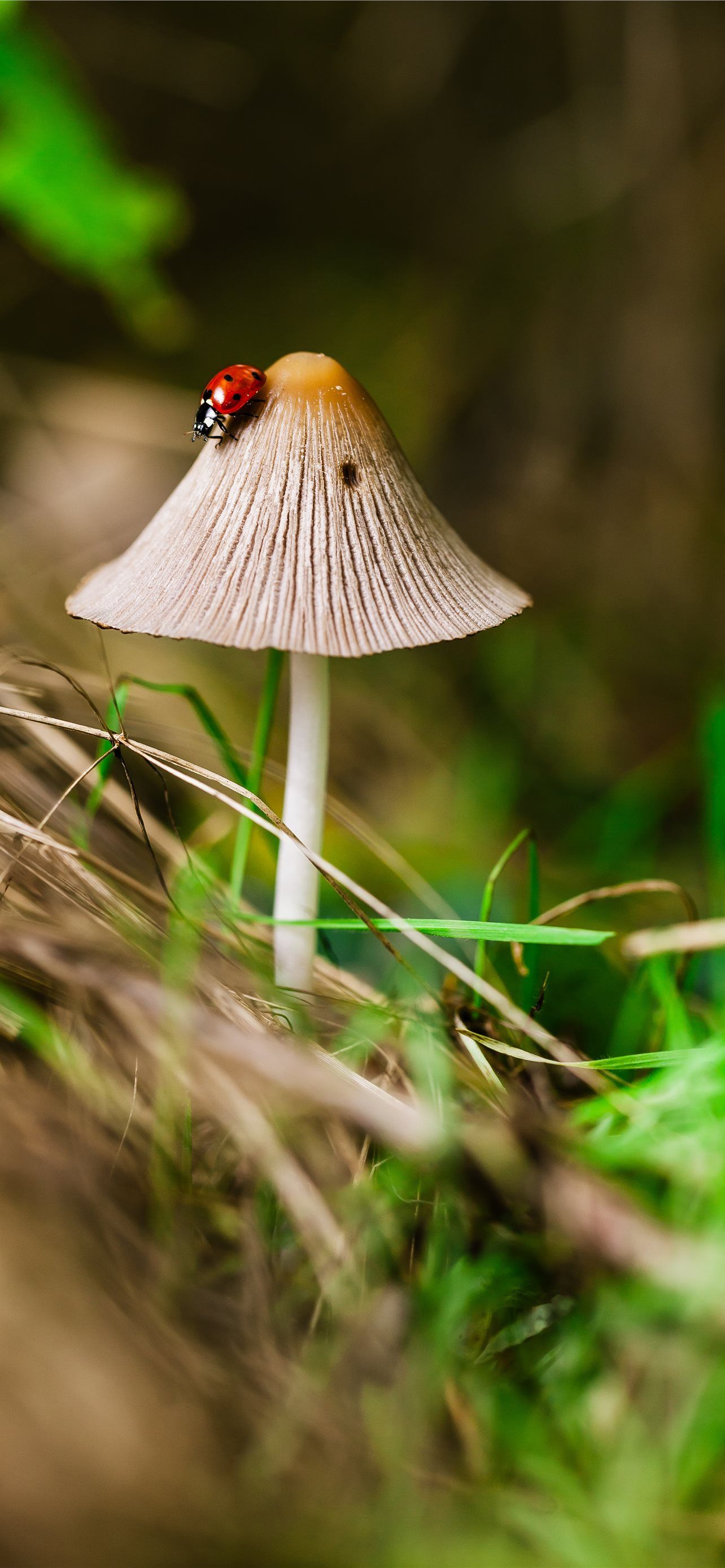 1284x2778 macro photography of bug on the mushroom iPhone Wallpaper Free Download