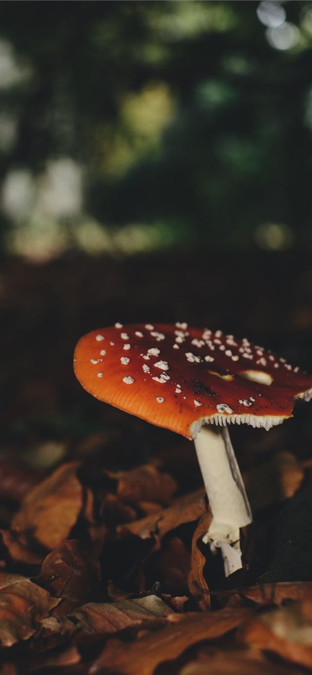 640x1385 brown and white mushroom beside dried leaves iPhone 11 Wallpaper Free Download