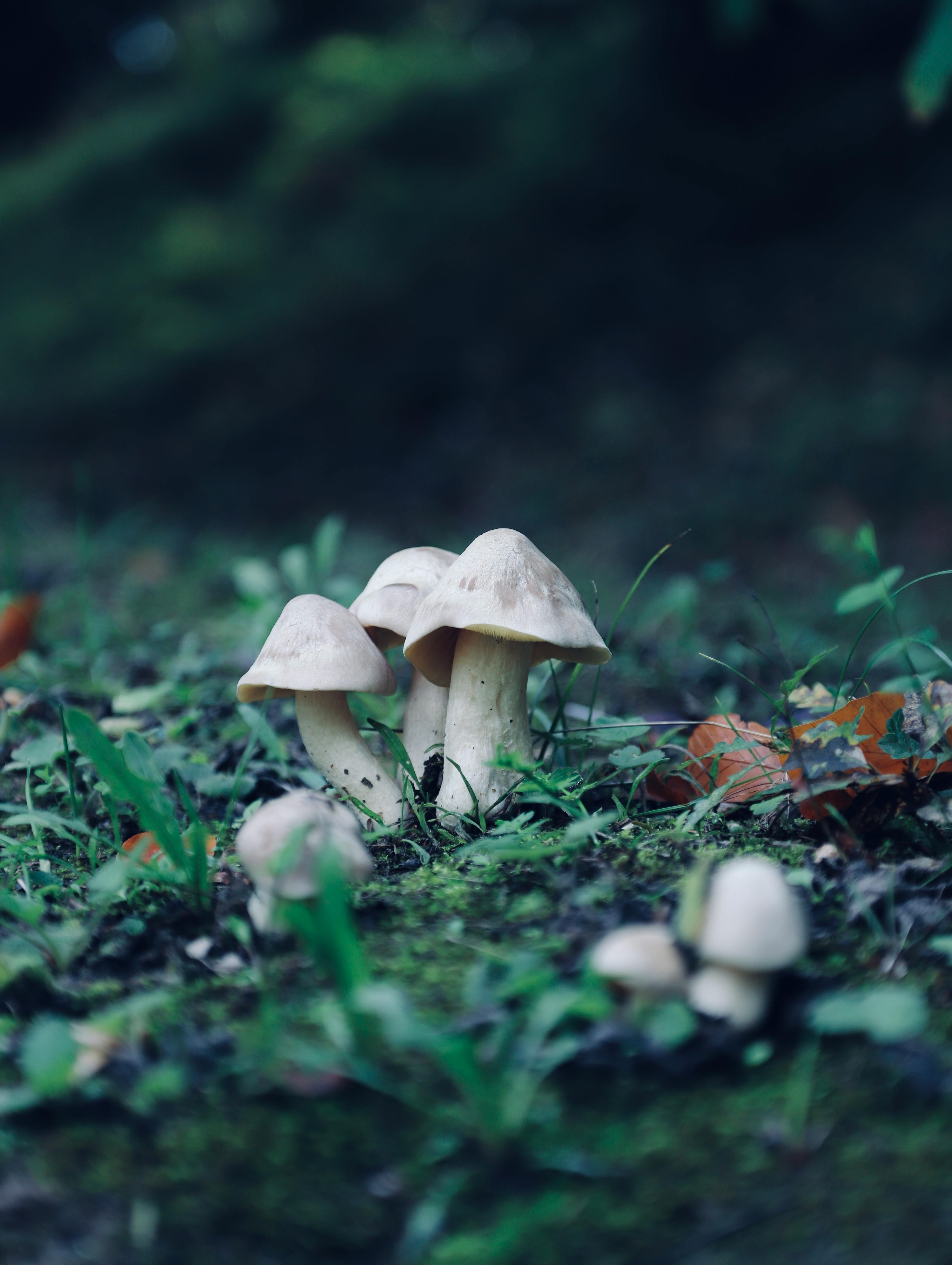 4142x5502 Cluster of Mushrooms in a Lush Forest · Free