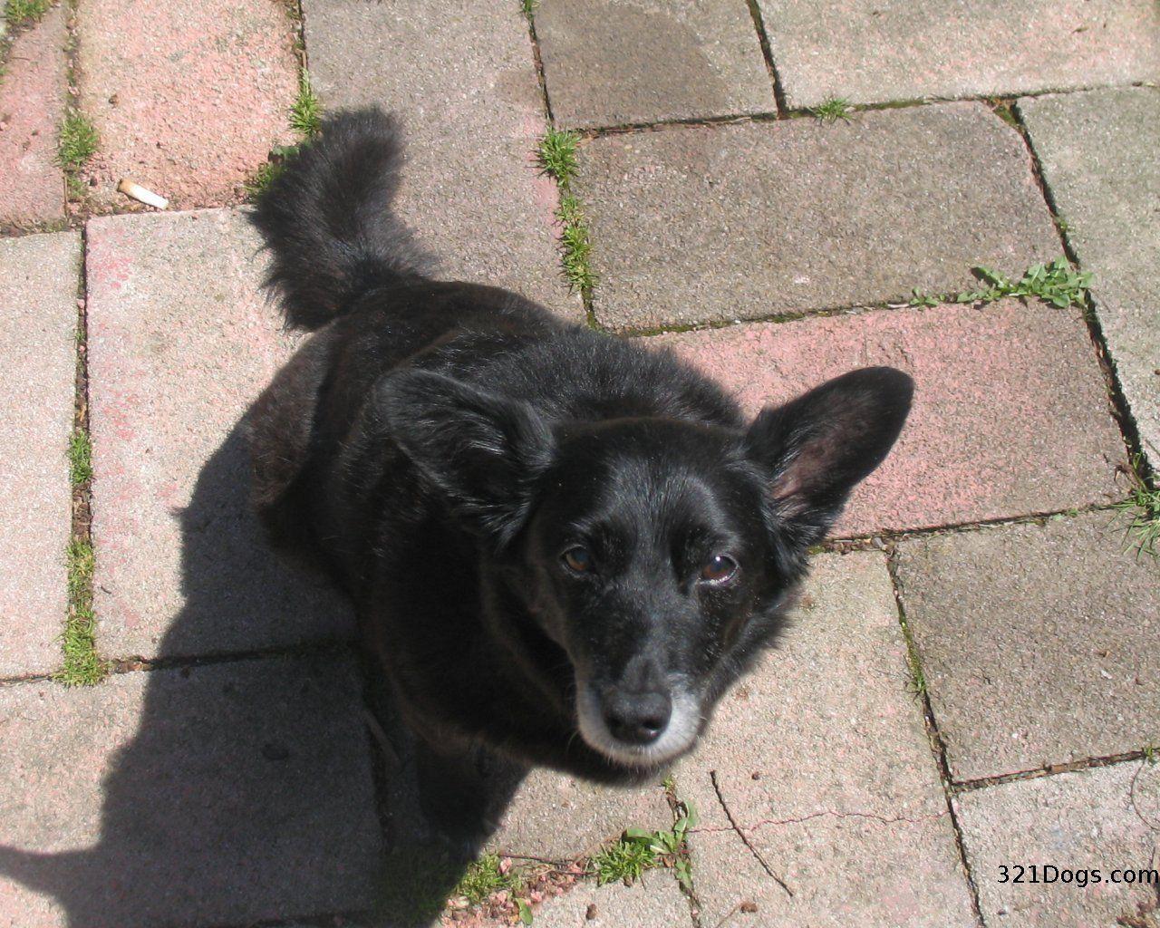 1280x1024 Schipperke Wallpaper, Picture & Breed Information. Animals