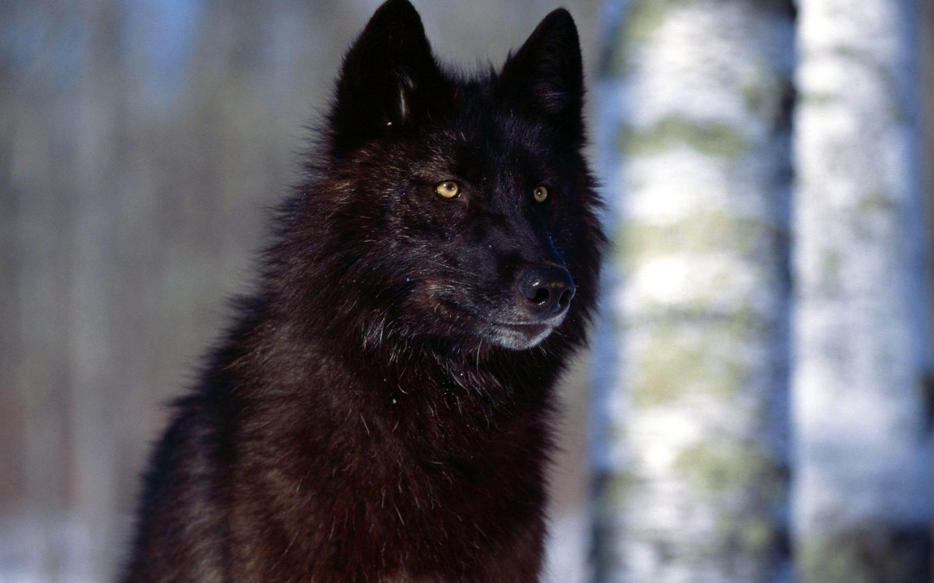 1920x1200 Black Wolf wallpaperx1200