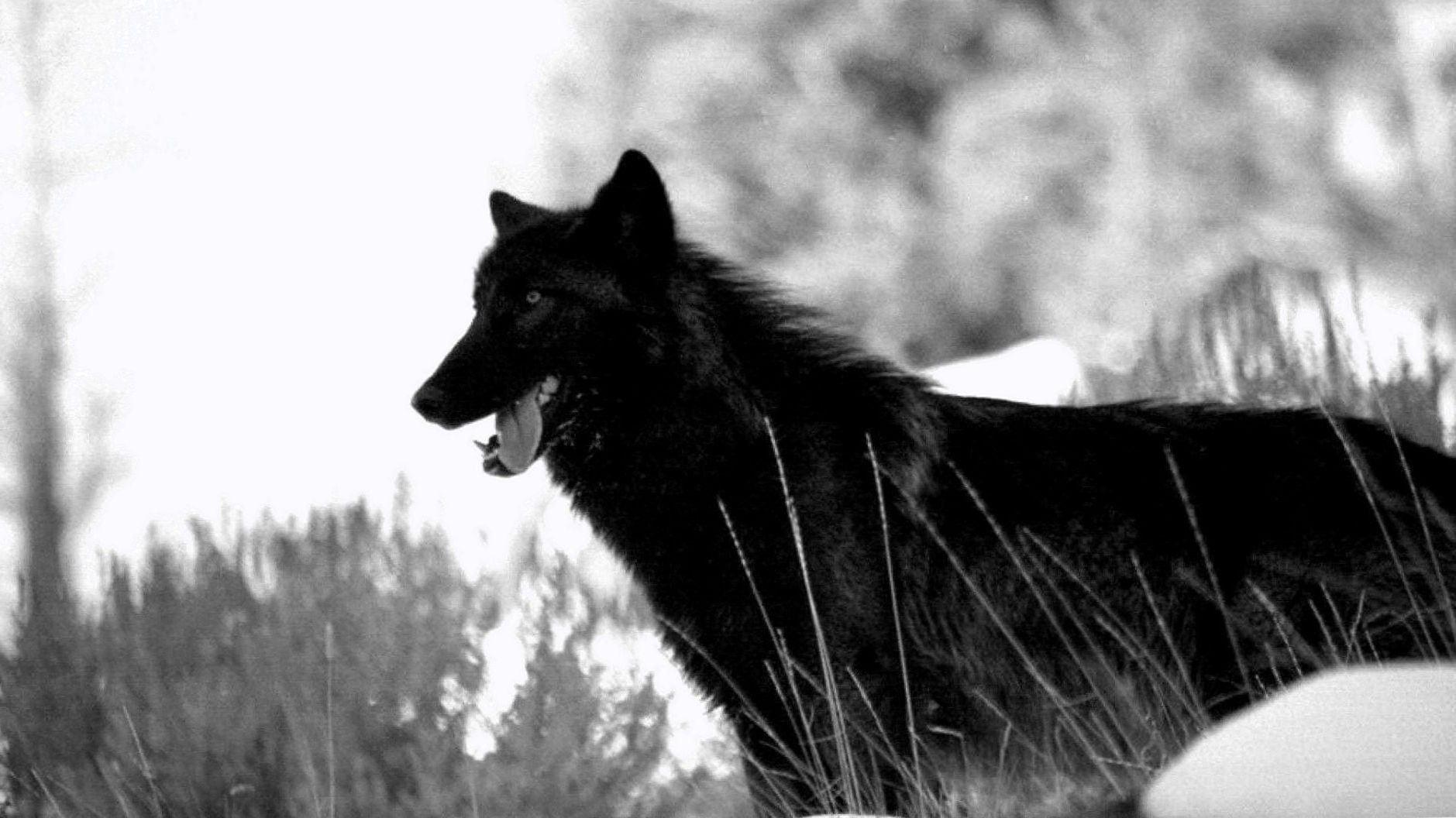 1879x1056 Wolf HD Black Wallpaper Wallpaper.Pro