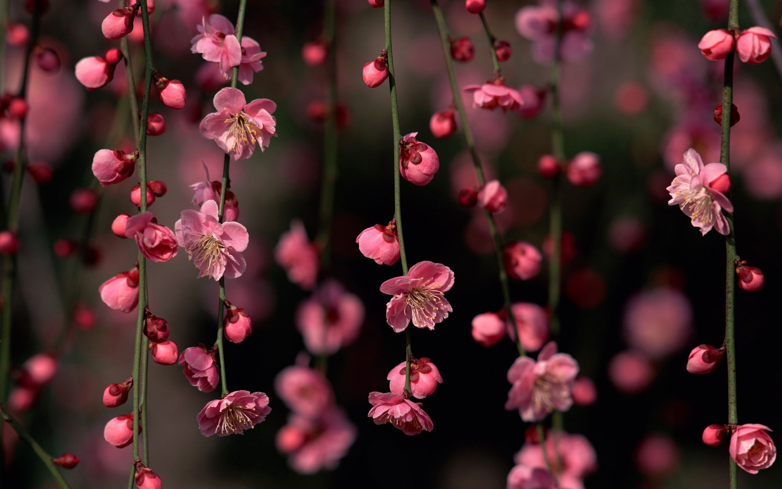 2560x1600 Desktop Cute Spring Flowers Wallpaper