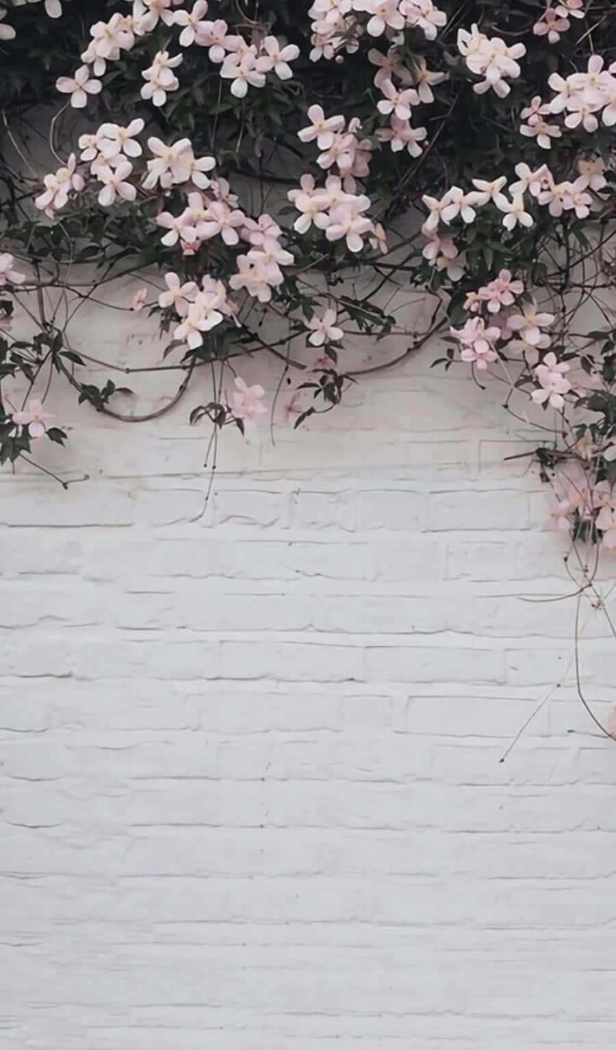 900x1534 Download Brighten up your day with a beautiful pink and white aesthetic Wallpaper
