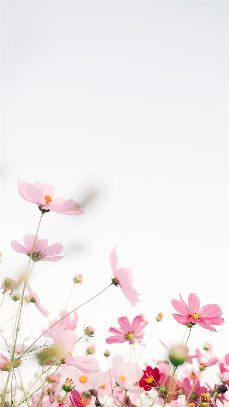 800x1422 Pink flowers with white background iPhone, Pink Gold, HD phone wallpaper