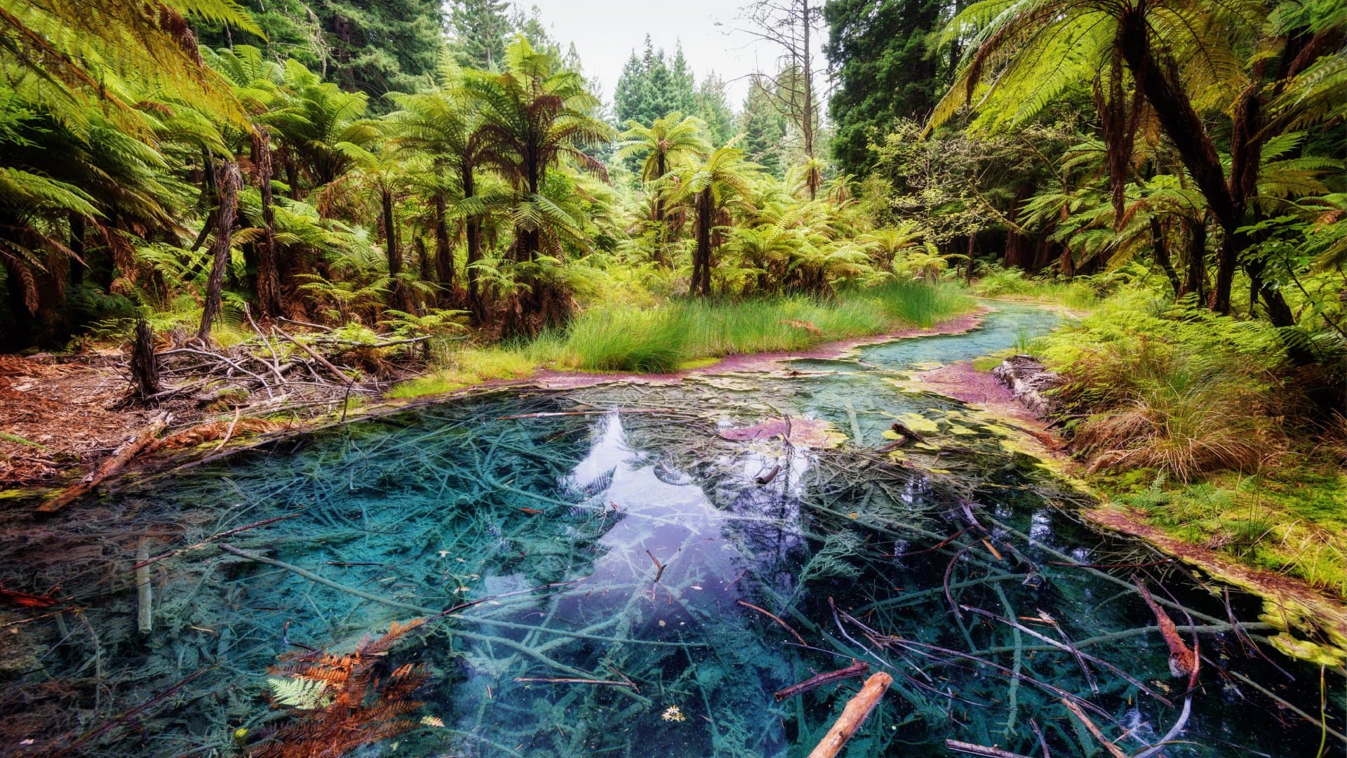 1920x1080 Rotorua Vacation Packages 2026 2027. Tours From Goway Travel
