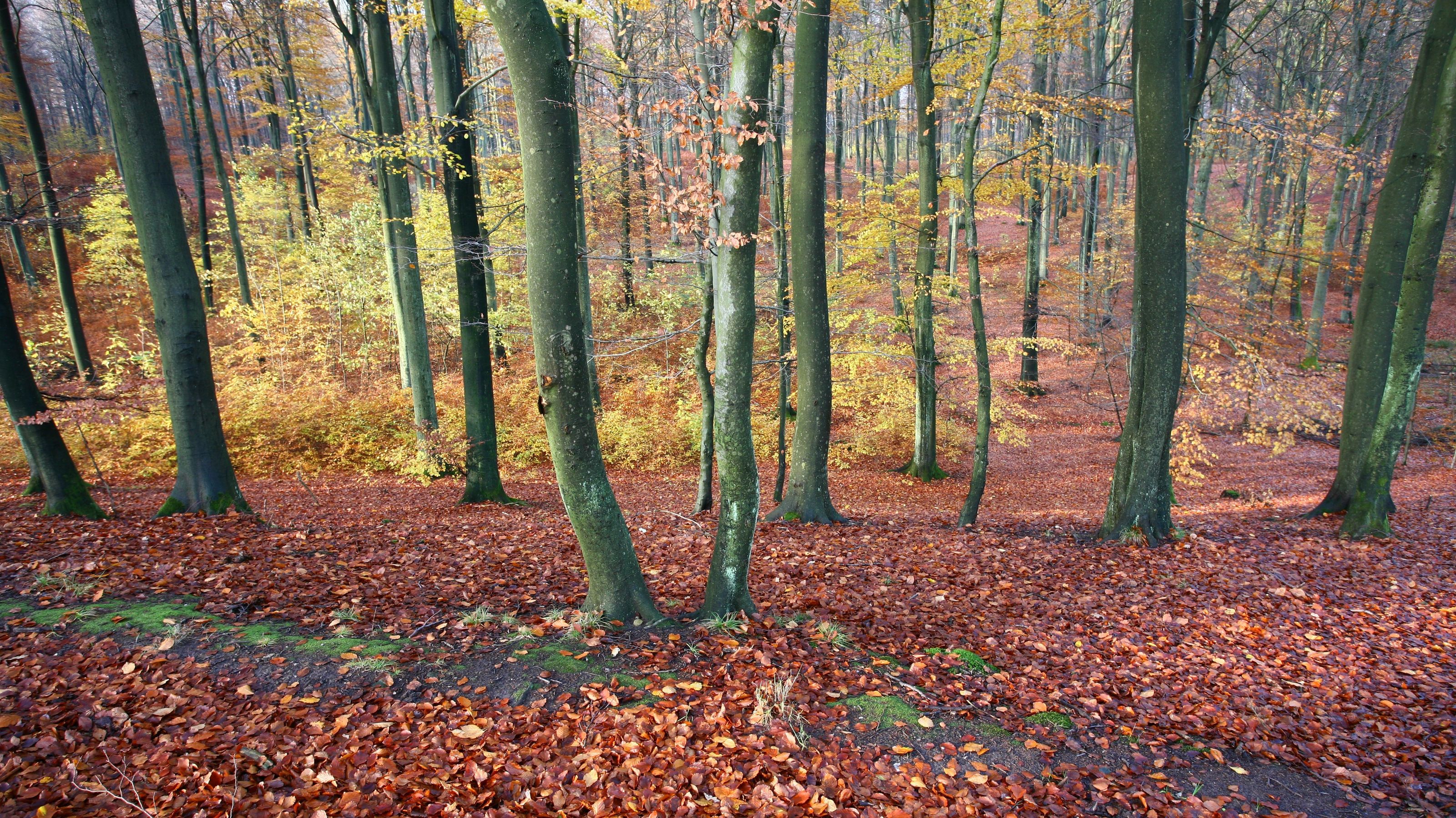 3200x1800 Fall Scandinavian Forest Wall Mural