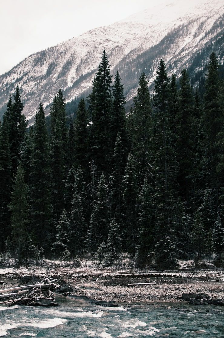 740x1114 Scandinavian forest aesthetics Image
