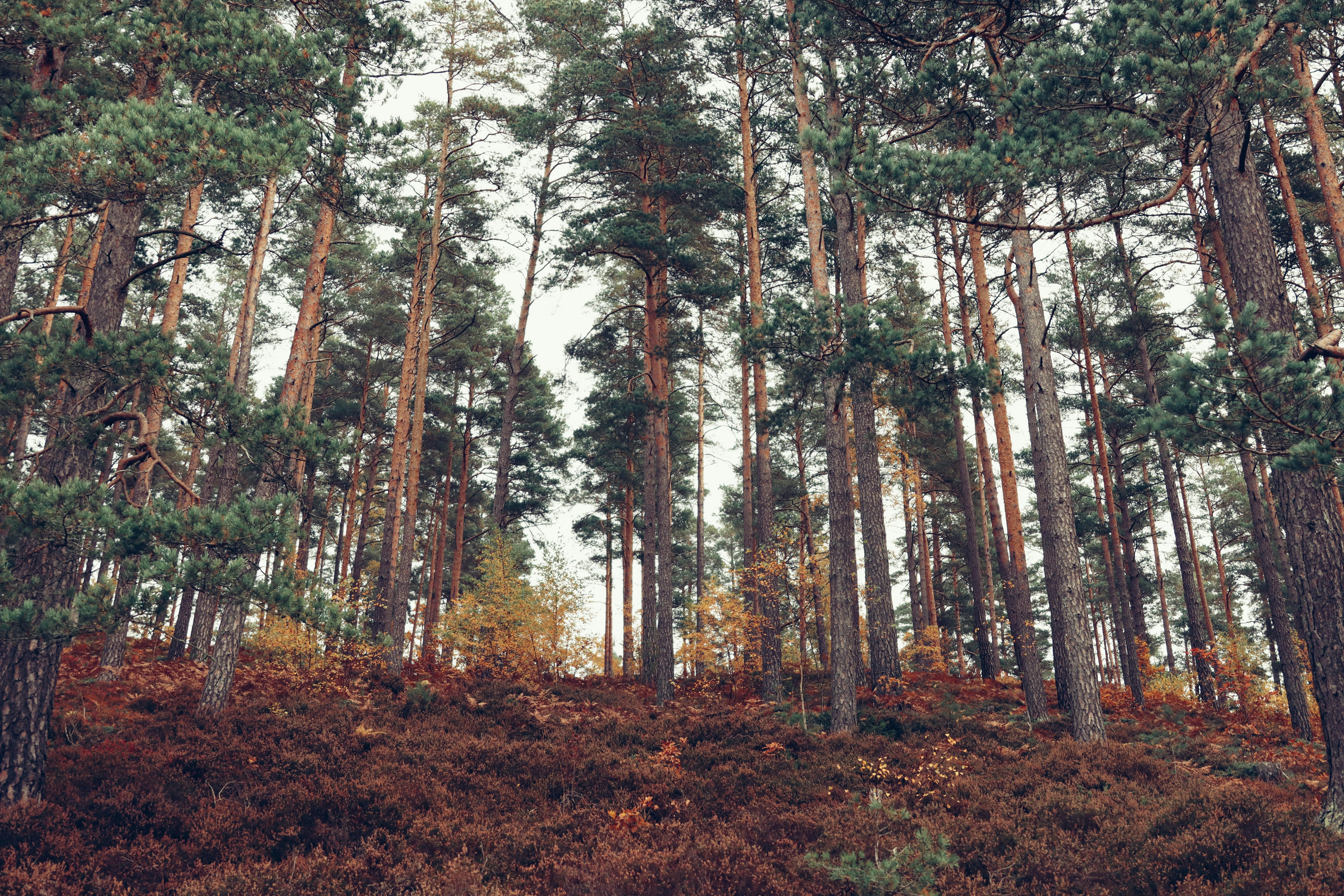 6960x4640 Scandinavian Forest in Autumn, Sweden · Free