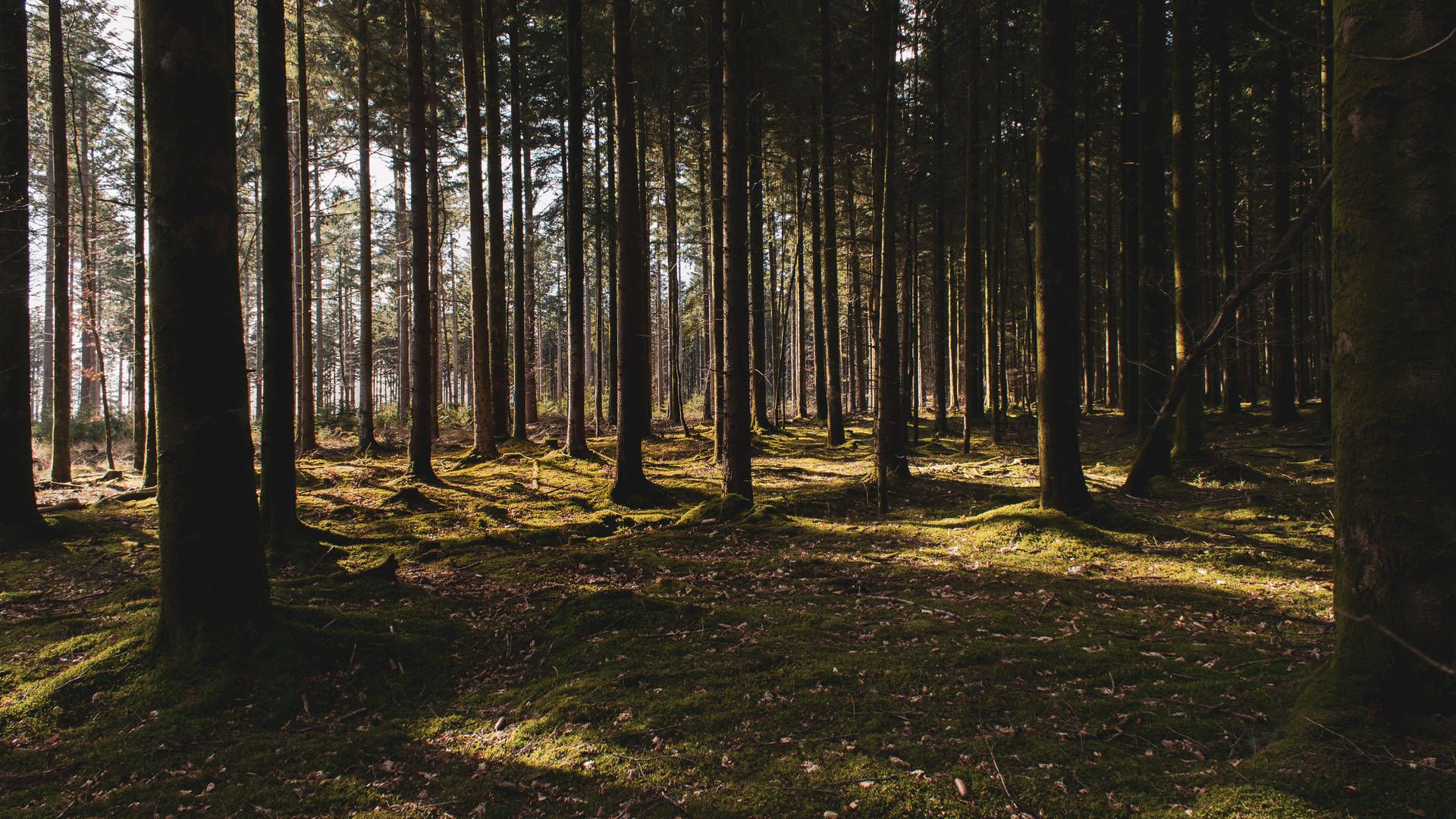 1920x1080 Download Shadowy Nordic Forest Wallpaper