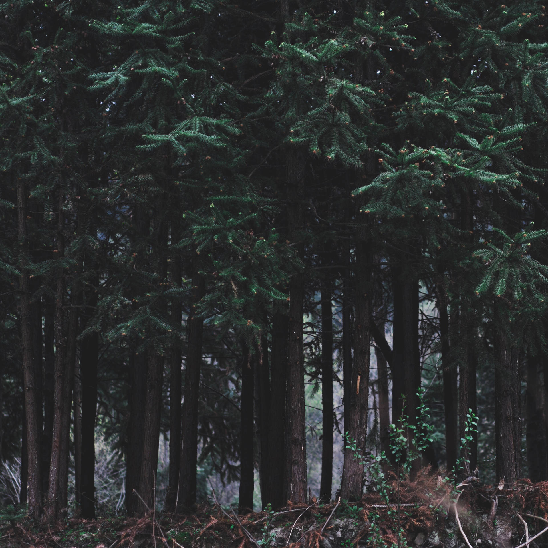 1920x1920 Download Dark Nordic Forest Wallpaper