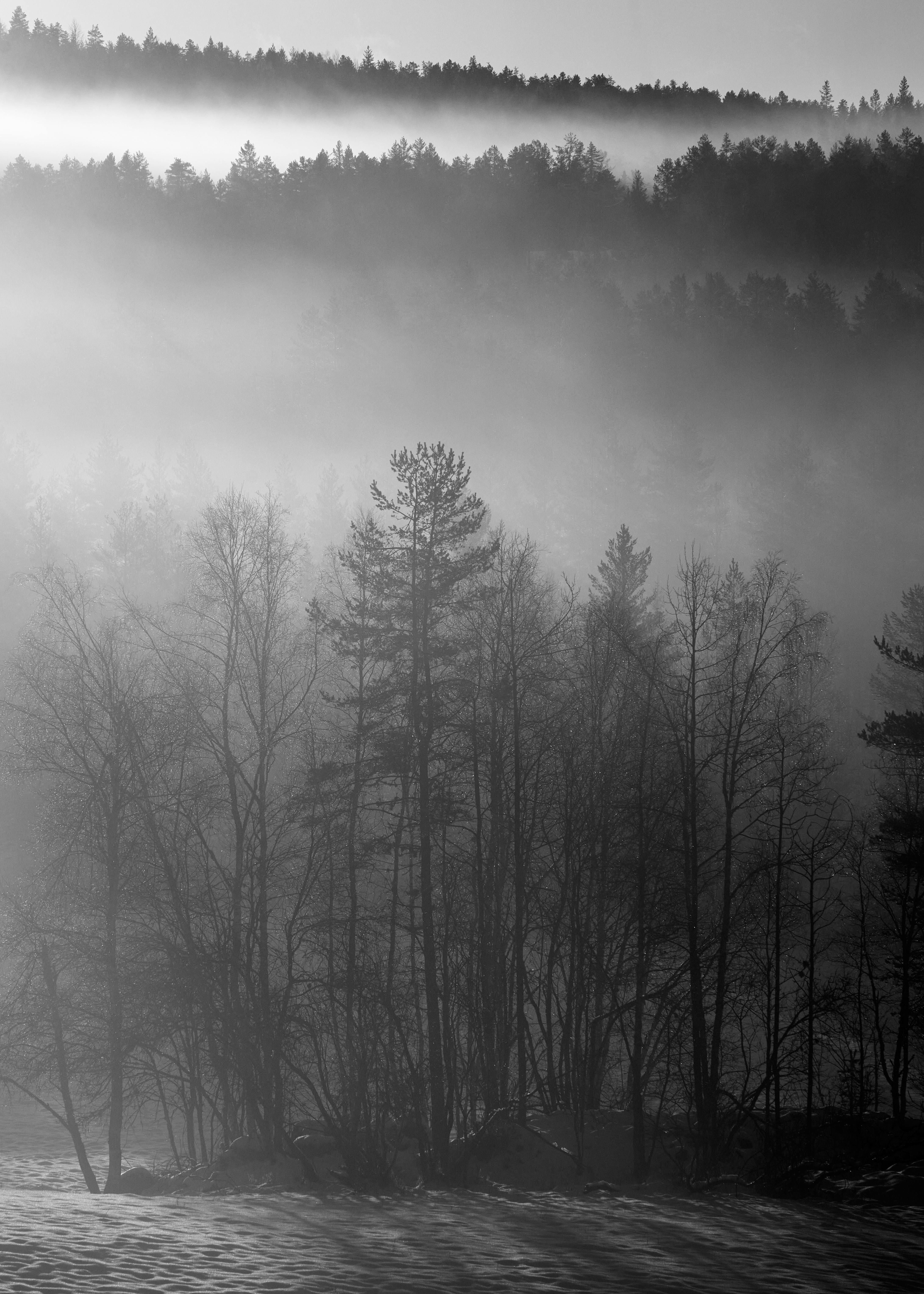 4361x6106 Misty Scandinavian Forest in Monochrome · Free