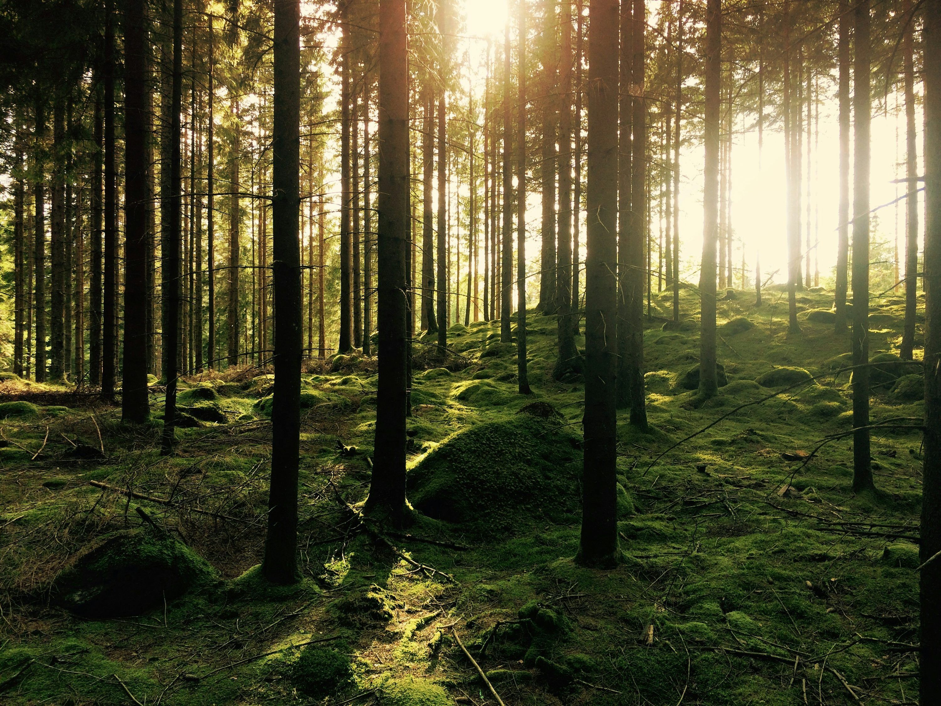 3000x2250 Scandinavian Forest Picture. Download Free Image