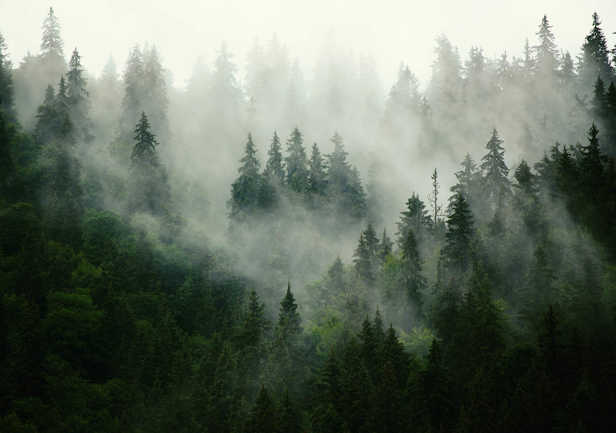 2000x1404 Forwall Photo Wallpaper, Forest, Fog, Nature, Trees, Landscape, Scandinavian Wallpaper For Living Room, Bedroom, Fleece Wallpaper, UV Resistant, Ready To Assemble ( V8 (368 X 254 Cm) 4 Panels) : Amazon.de: DIY & Tools