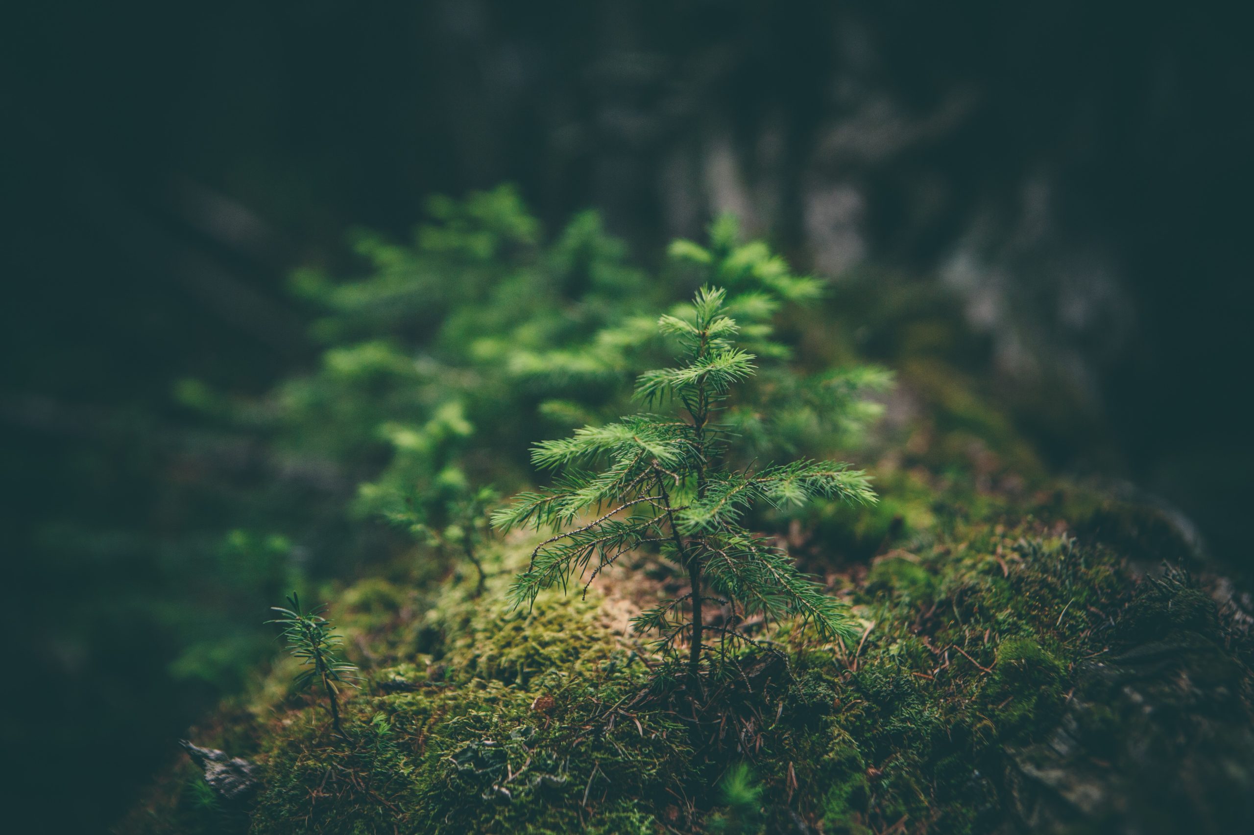 2560x1706 Nordic Forest Policy