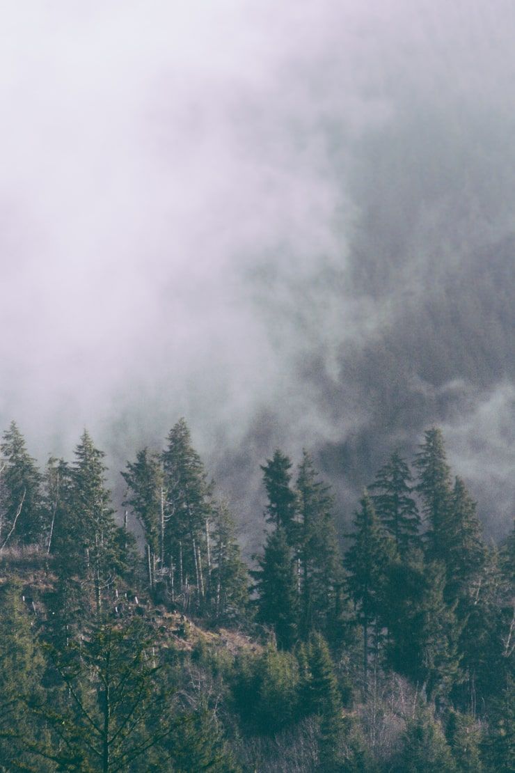 740x1110 Scandinavian forest Image